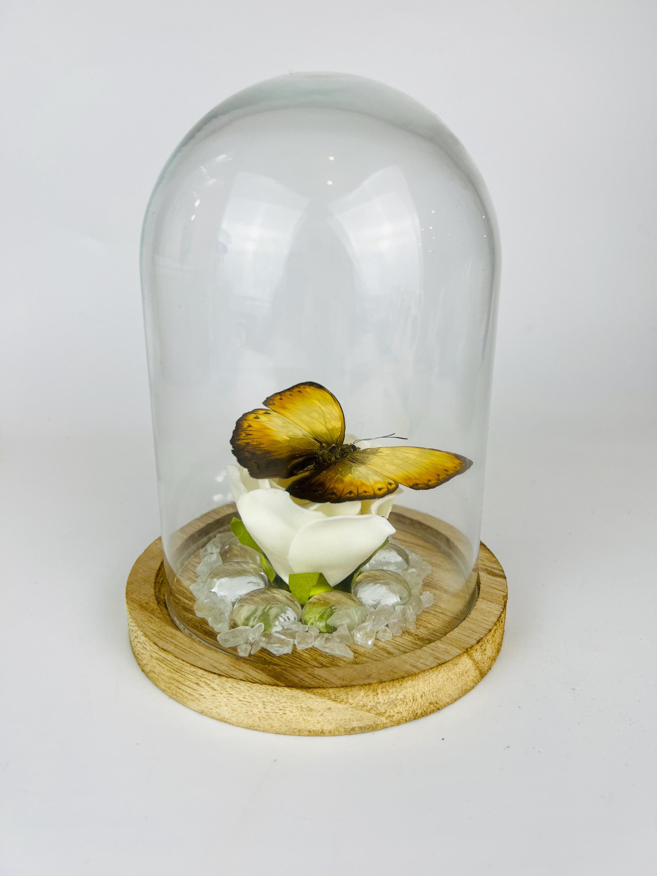 Echte vlinder | Cymothoe op faux roos met glazen steentjes in stolp (17x13cm)