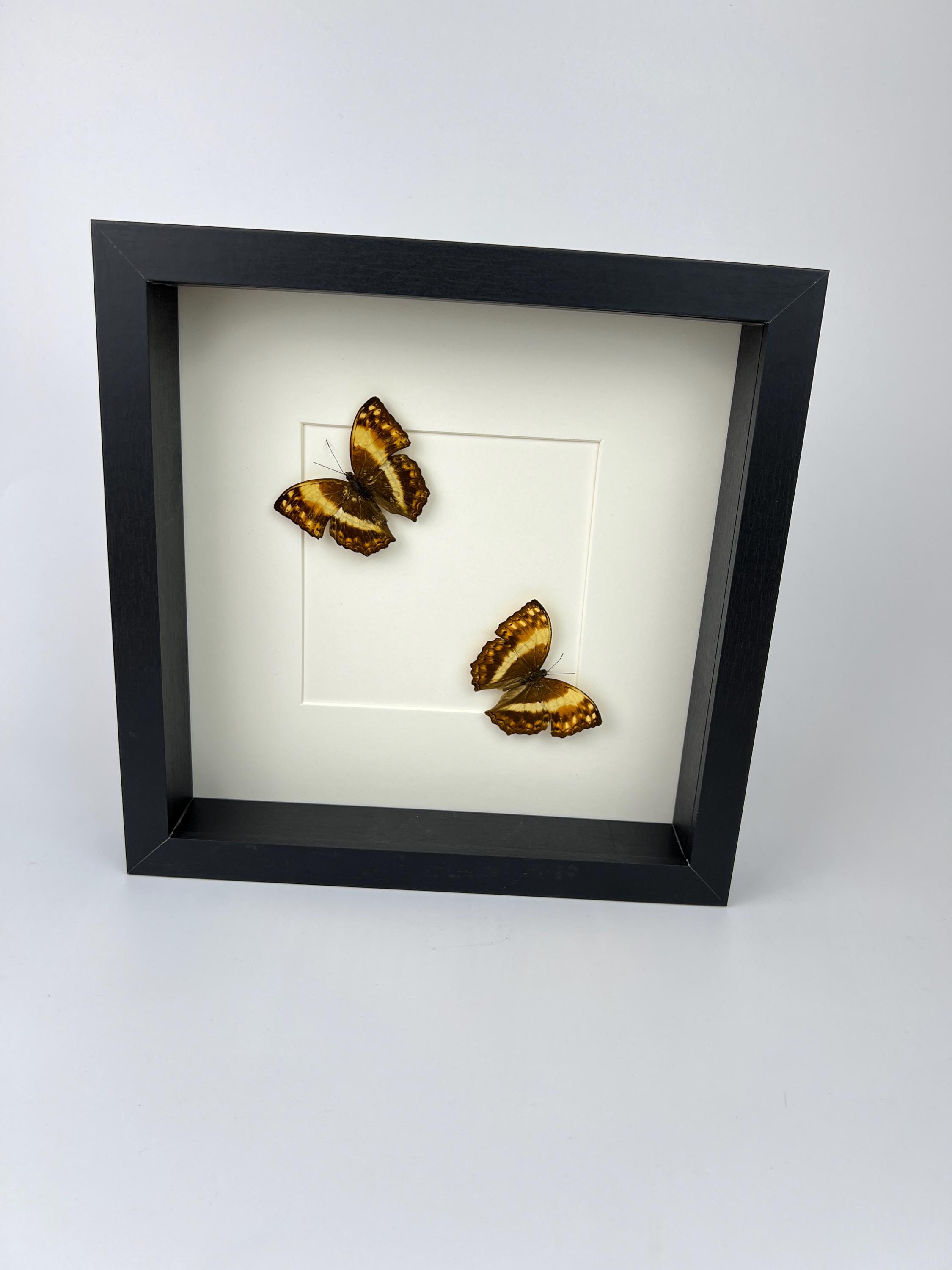 Harma Theobene gerahmt