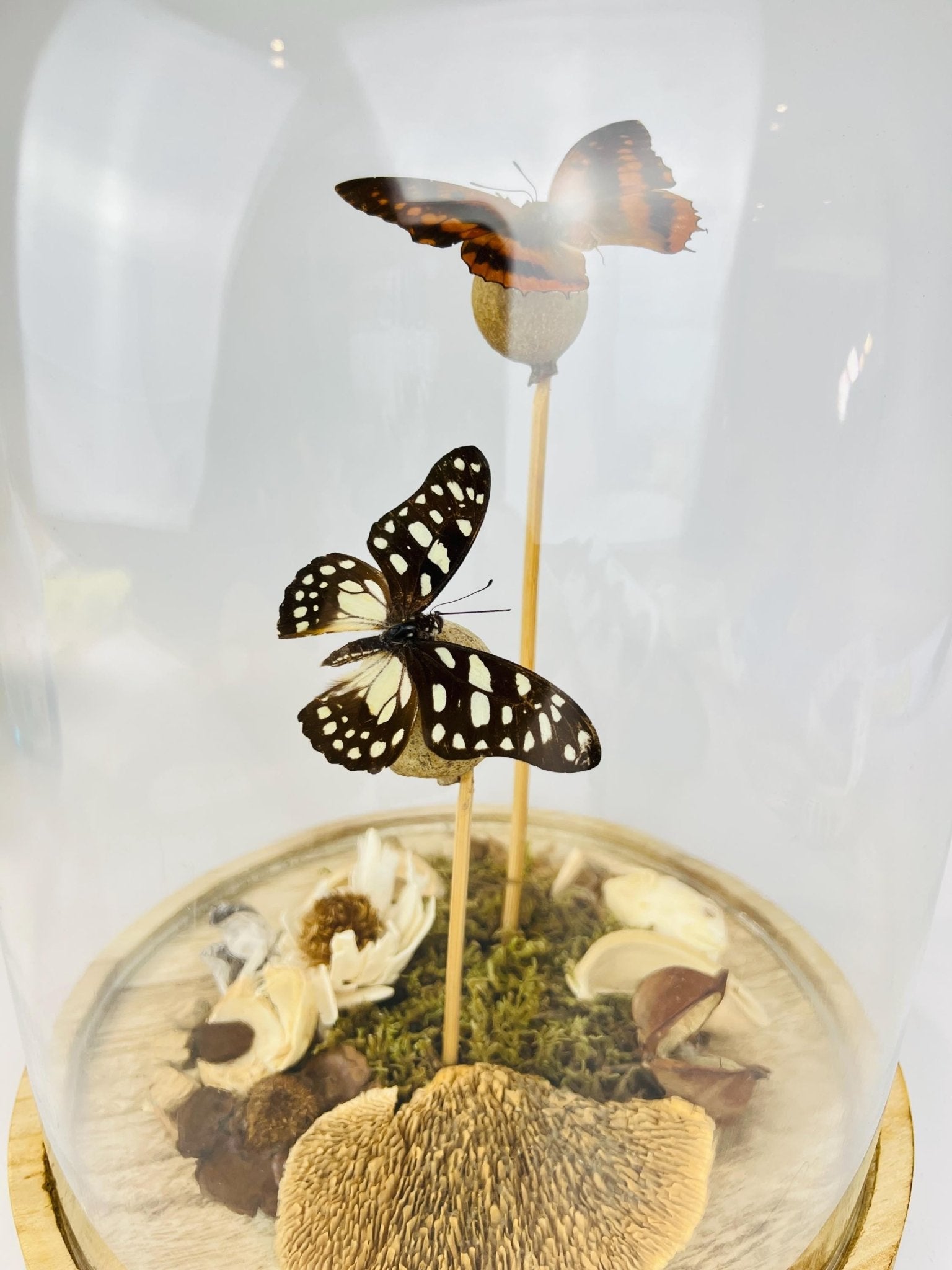 Charaxes und Graphium Leonidas in einer Glasglocke von KEY LIME STORE