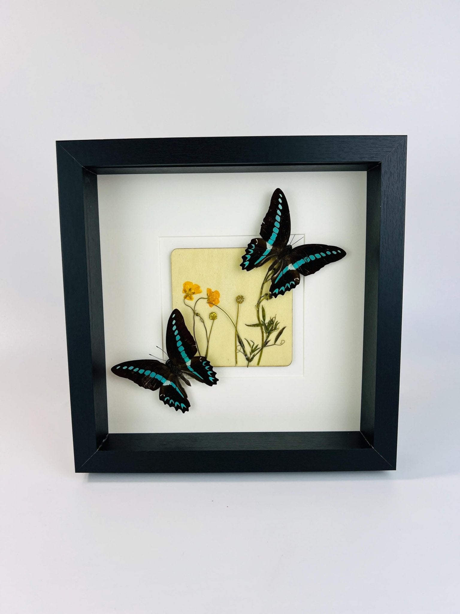 „Graphium Sarpedon“ und „Wildflower“ im Rahmen von KEY LIME STORE