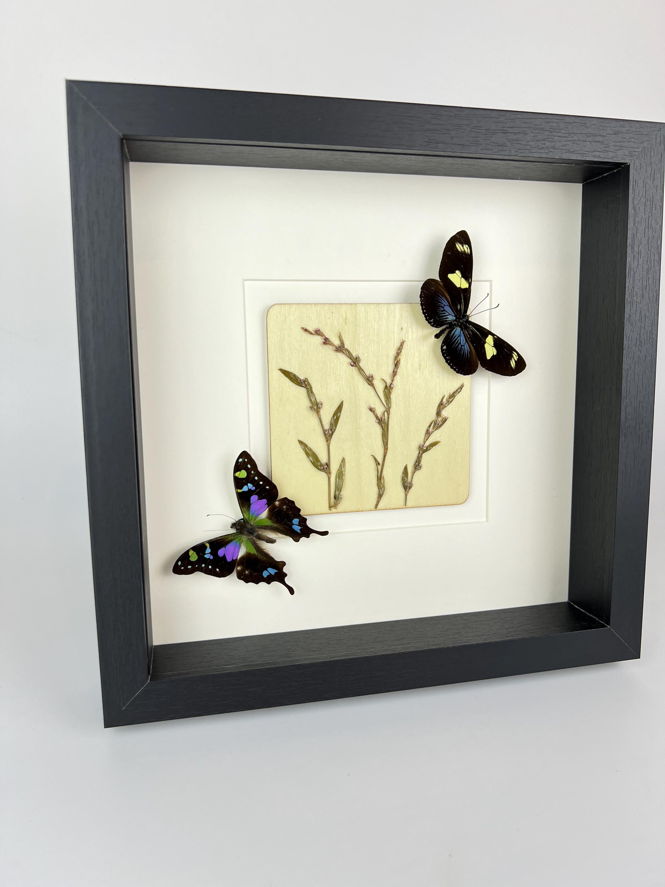 Heliconius- und Graphium-Weiskei mit Trockenblumen im Rahmen