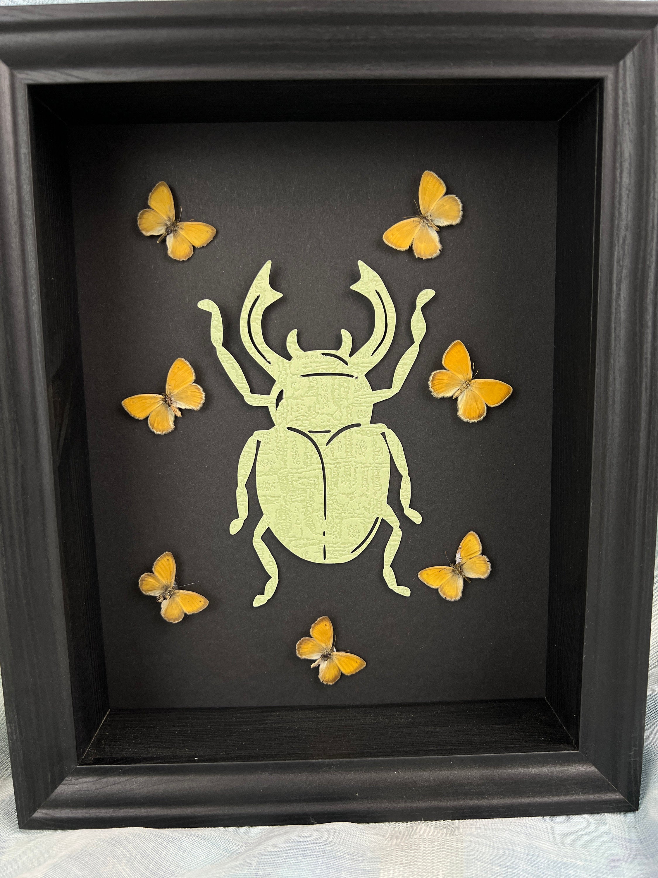 Butterfly Taxidermy Art with Intriguing Paper Beetle - Home Decor