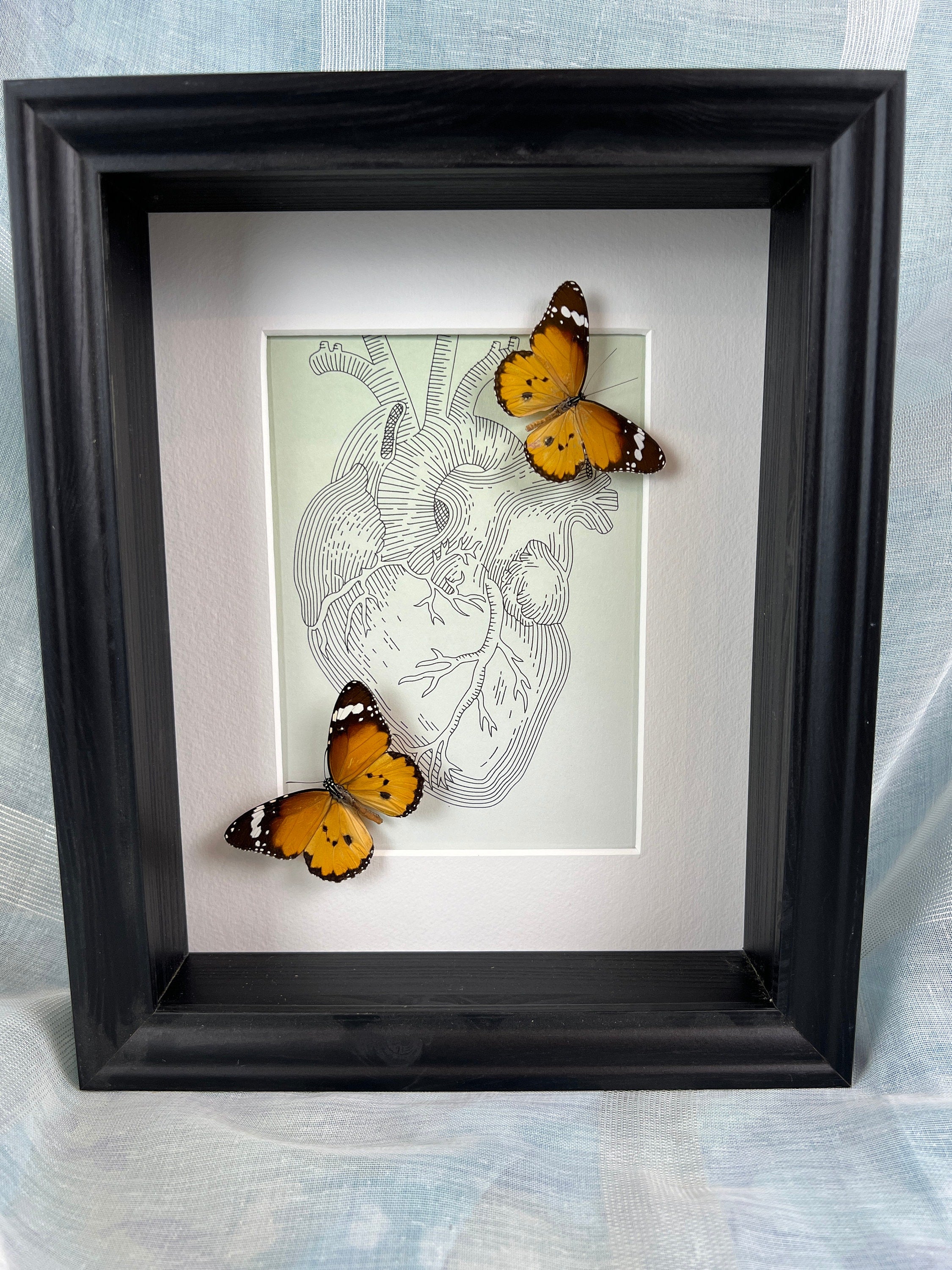 Danaus Chrysippus – Originalzeichnung in einem Rahmen