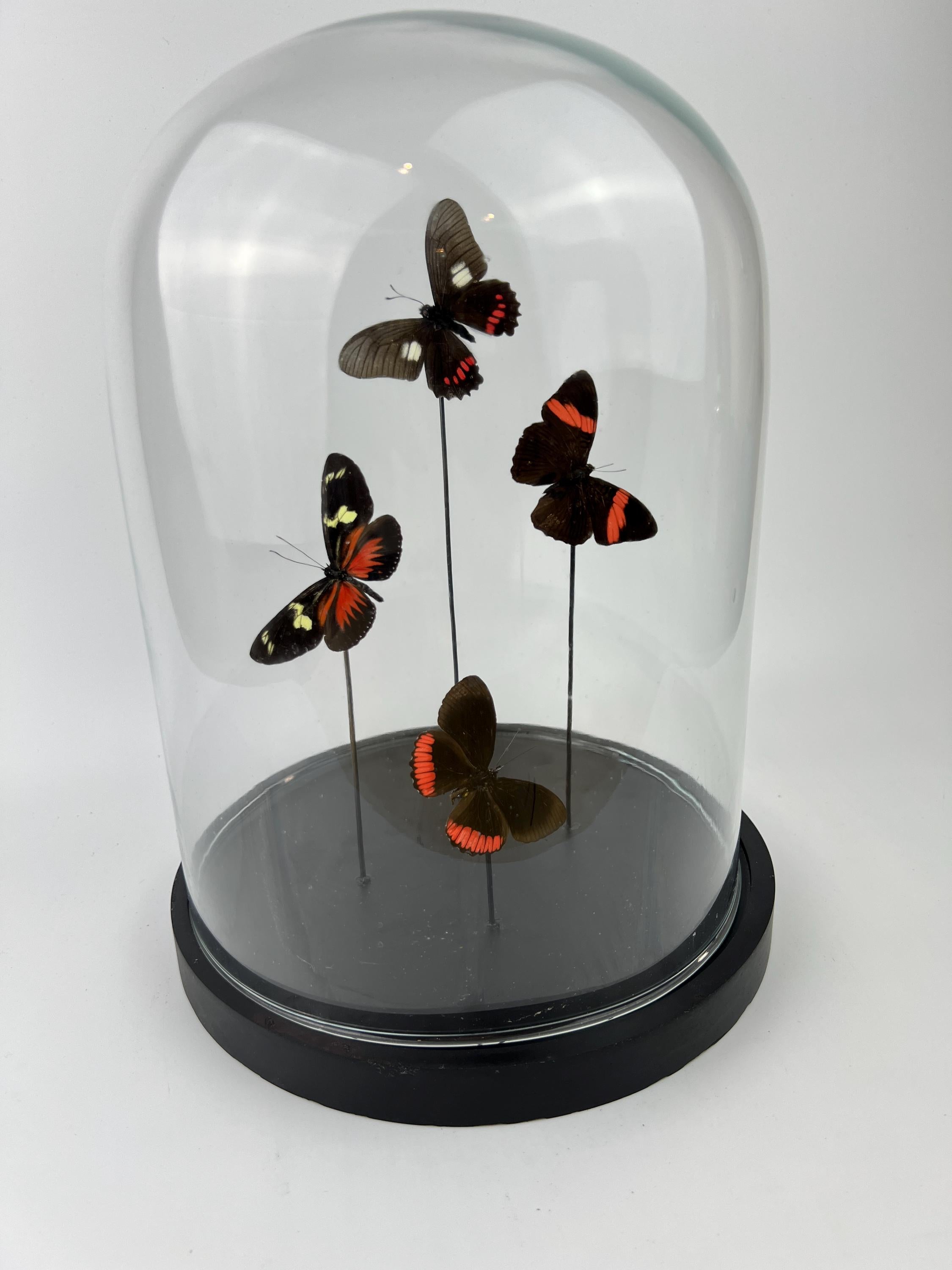 Mix vlinders in stolp