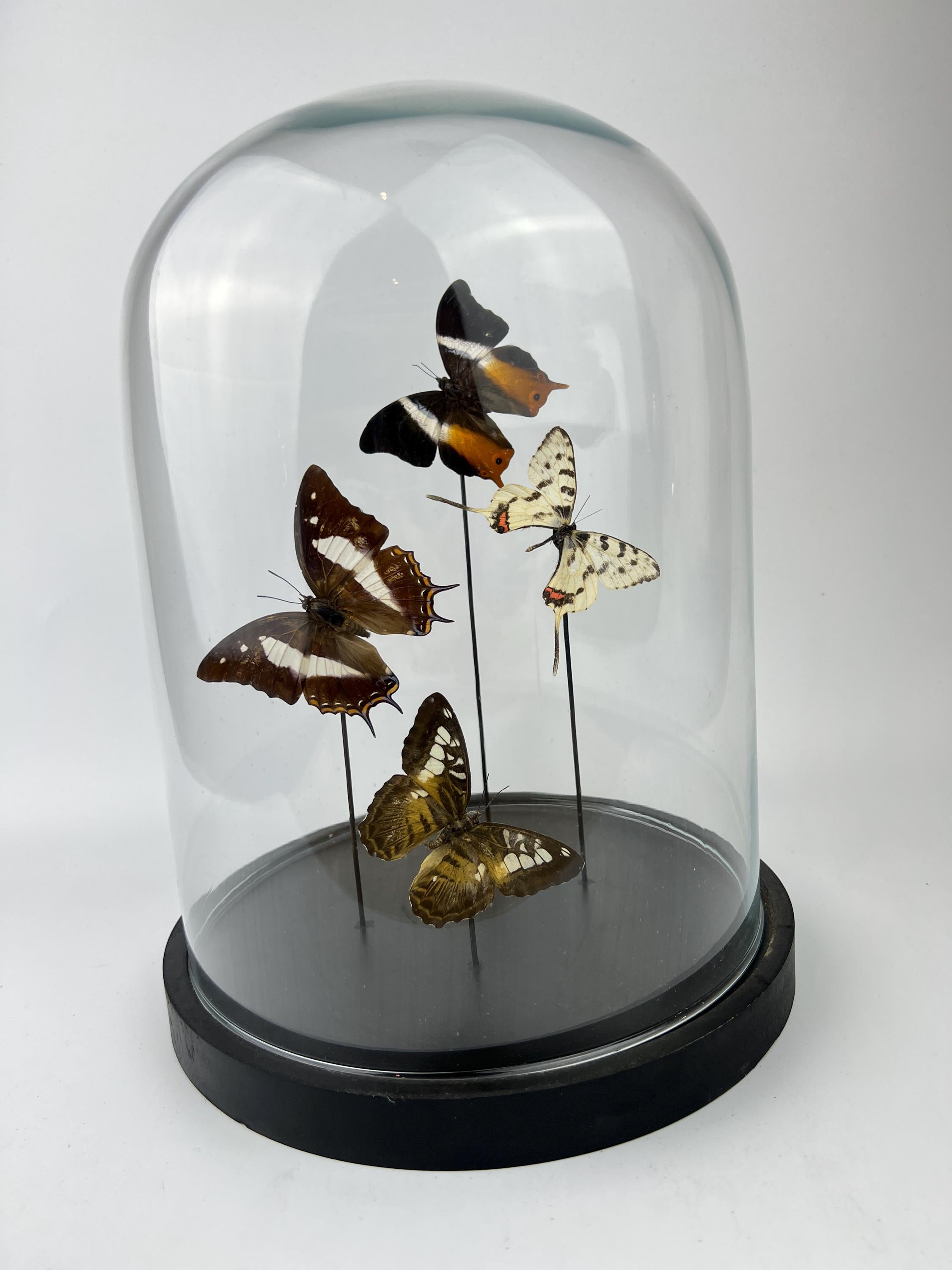 Mix vlinders in stolp