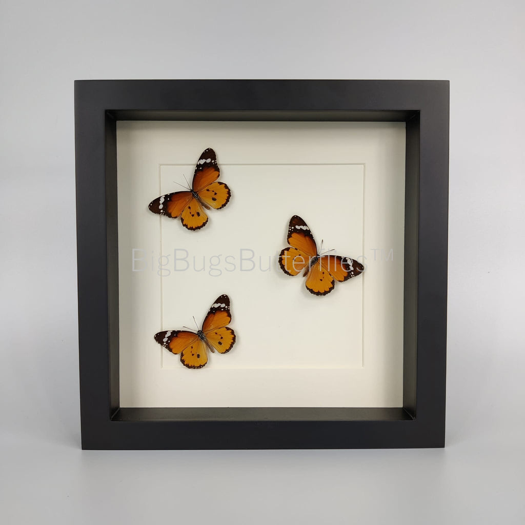 Danaus Chrysippus in einem Rahmen von KEY LIME STORE