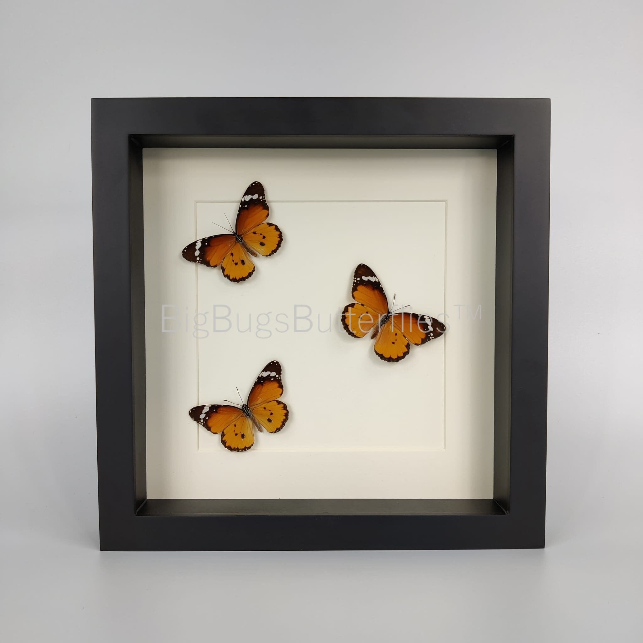 Danaus Chrysippus in einem Rahmen von KEY LIME STORE