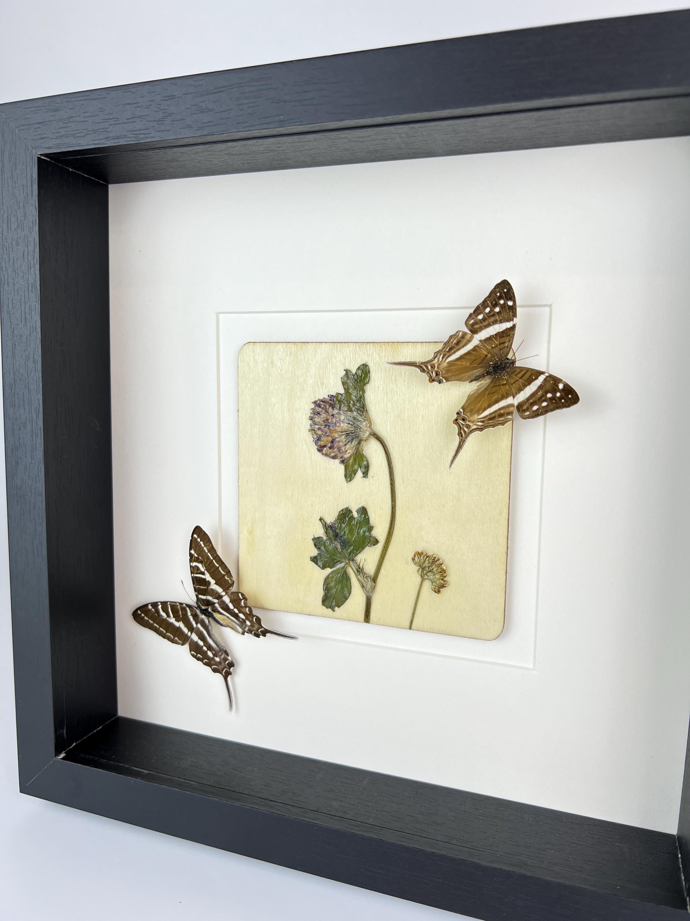 Marpesia Crethon und Graphium Aristeus mit Trockenblumen in einem Rahmen