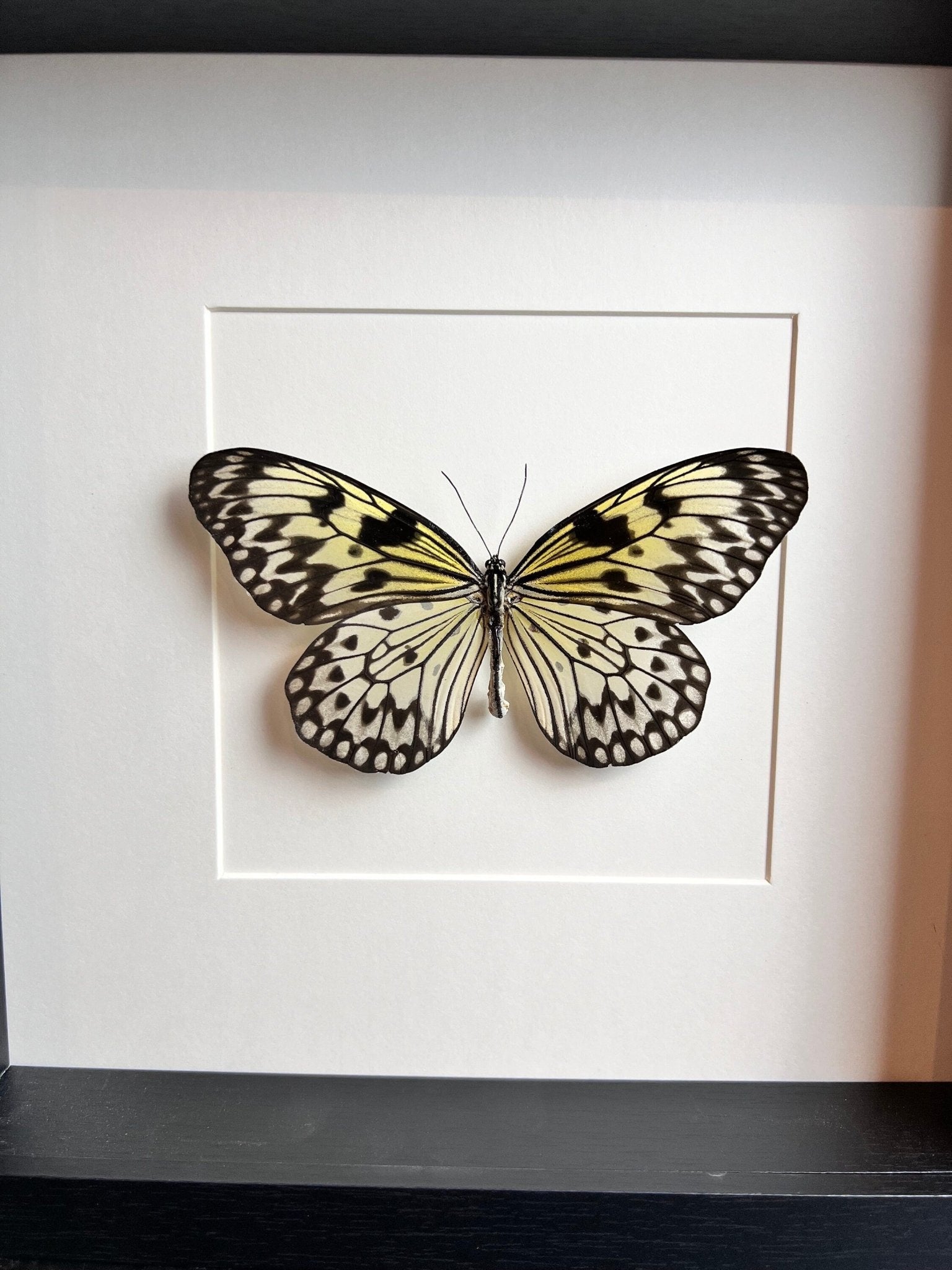 Idea Leuconoe in lijst by KEY LIME STORE