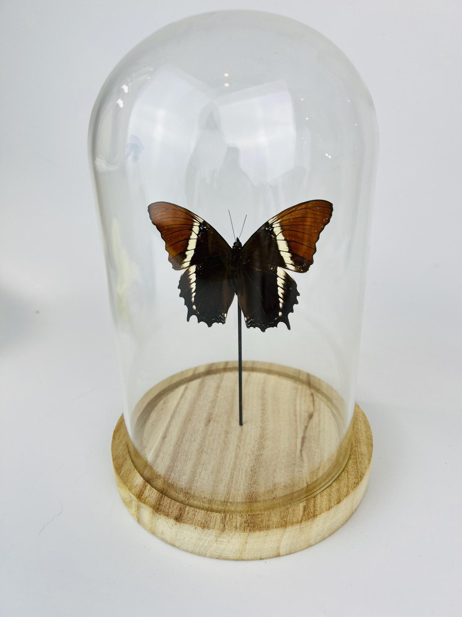 Siproeta Epaphus in stolp by KEY LIME STORE