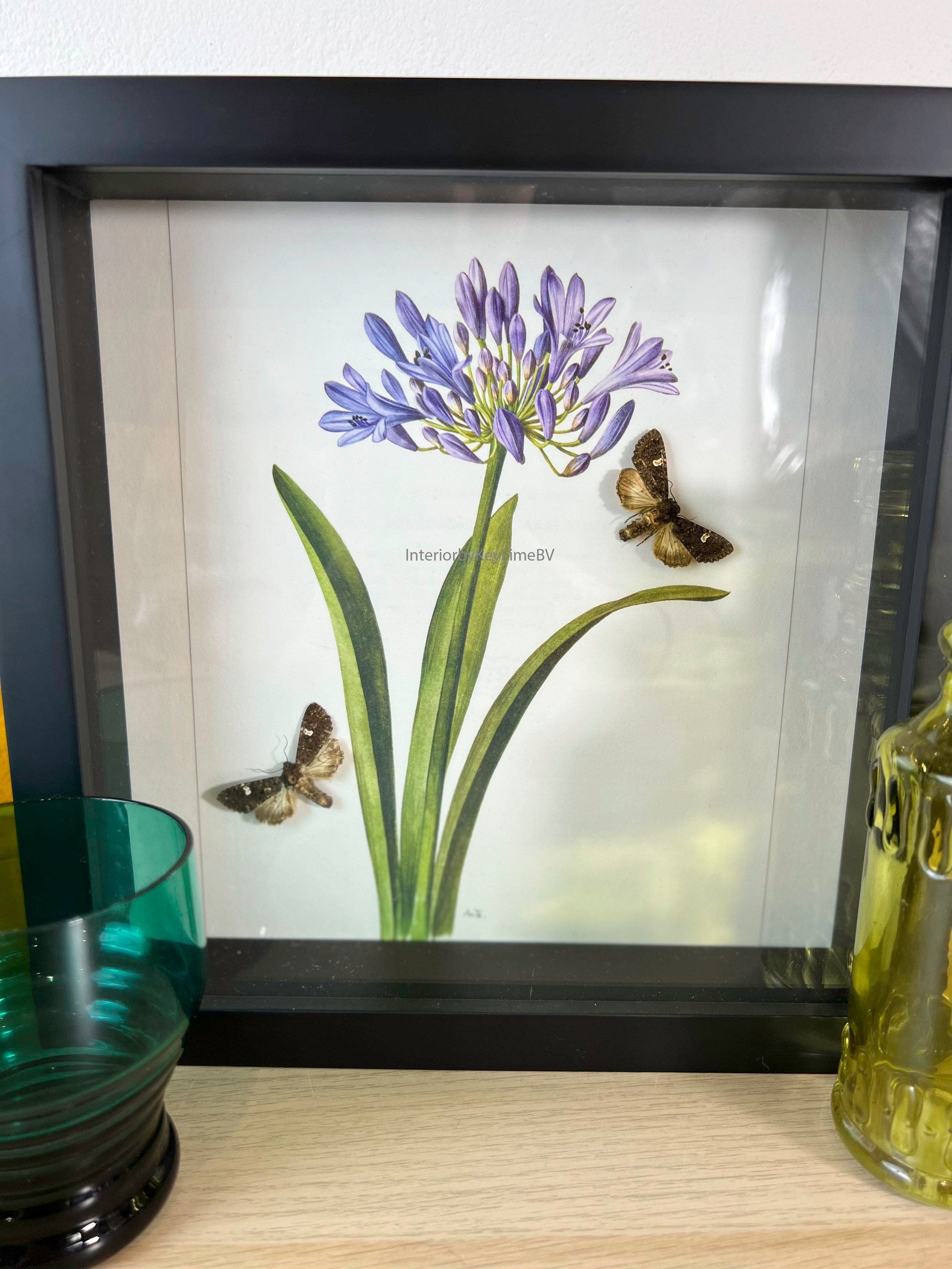 Motjes op print in lijst