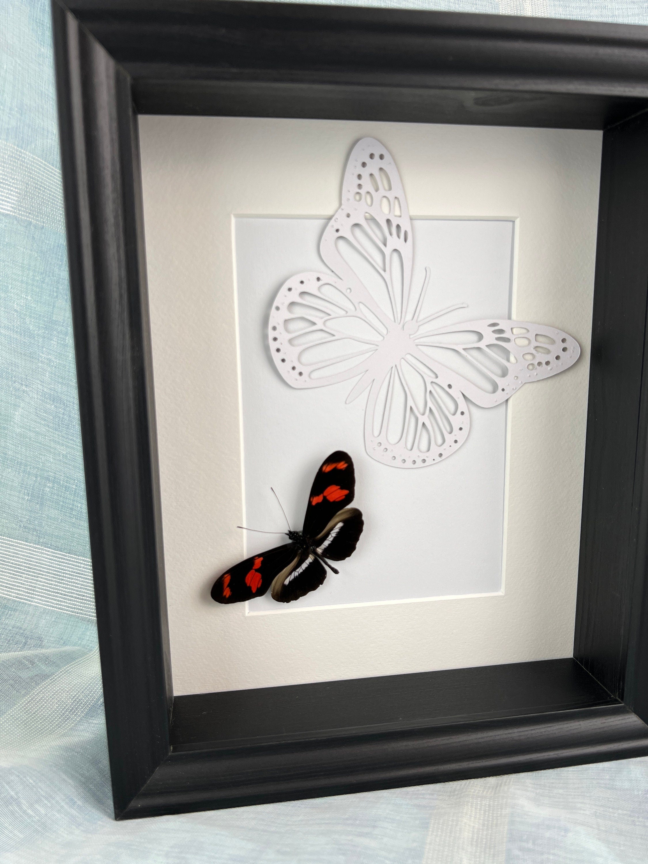 Heleconius auf Schmetterlingsdruck in einem Rahmen