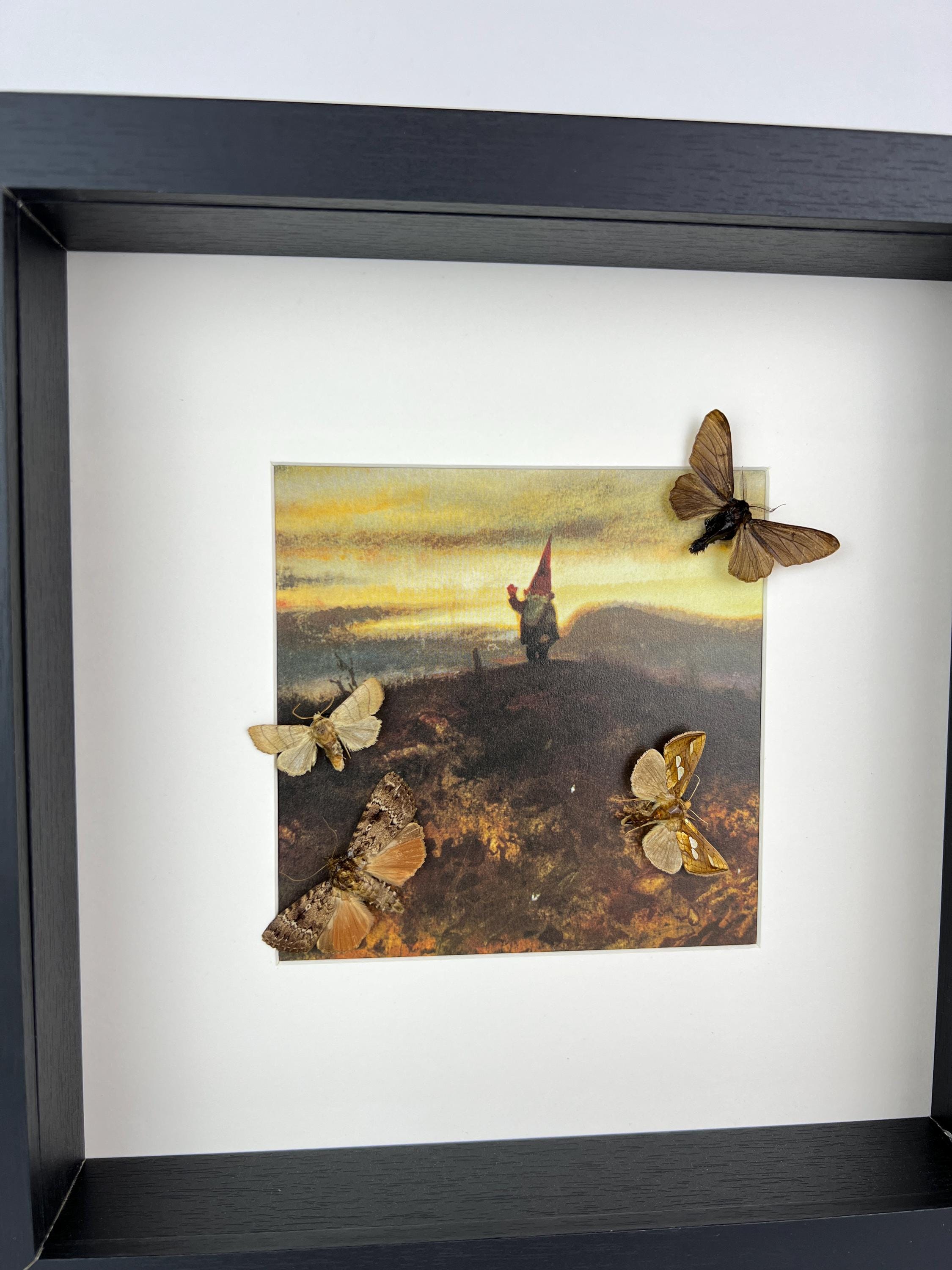 Motten und Schmetterlinge als Druck in einem Rahmen