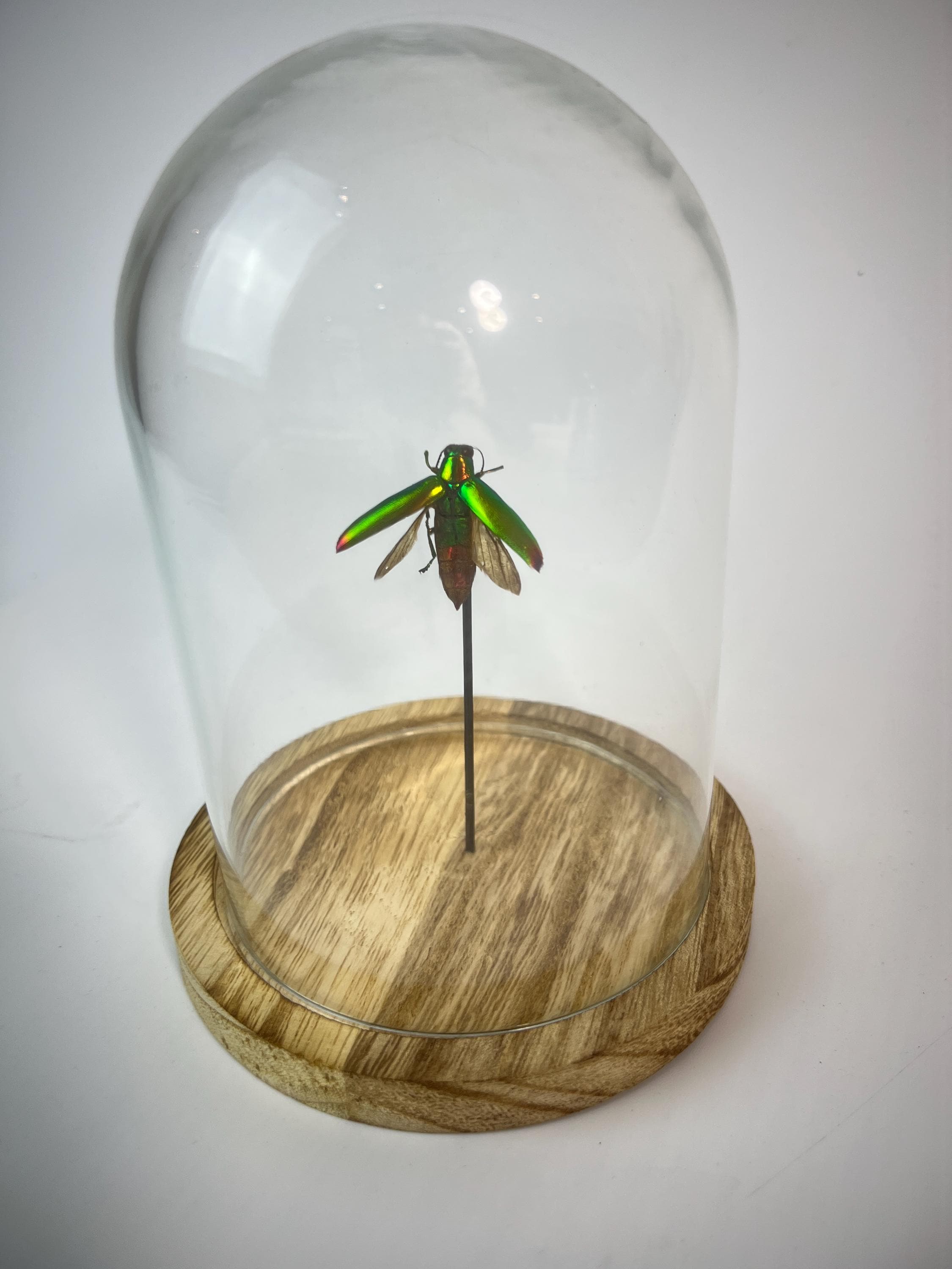 Echt insect | Kever in stolp (17x13cm)