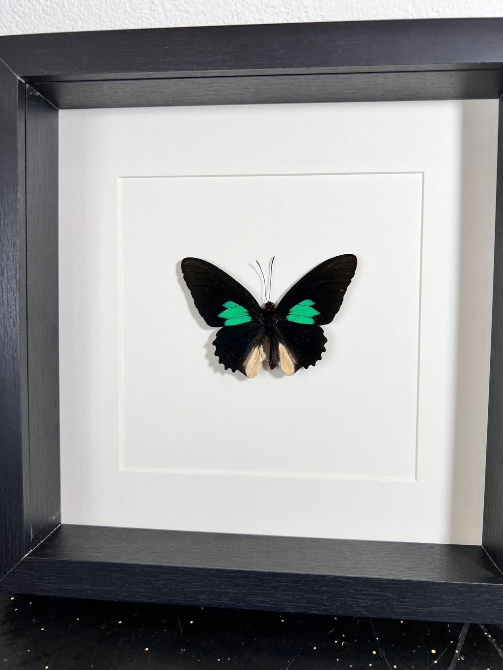 Parides in einem Rahmen von KEY LIME STORE