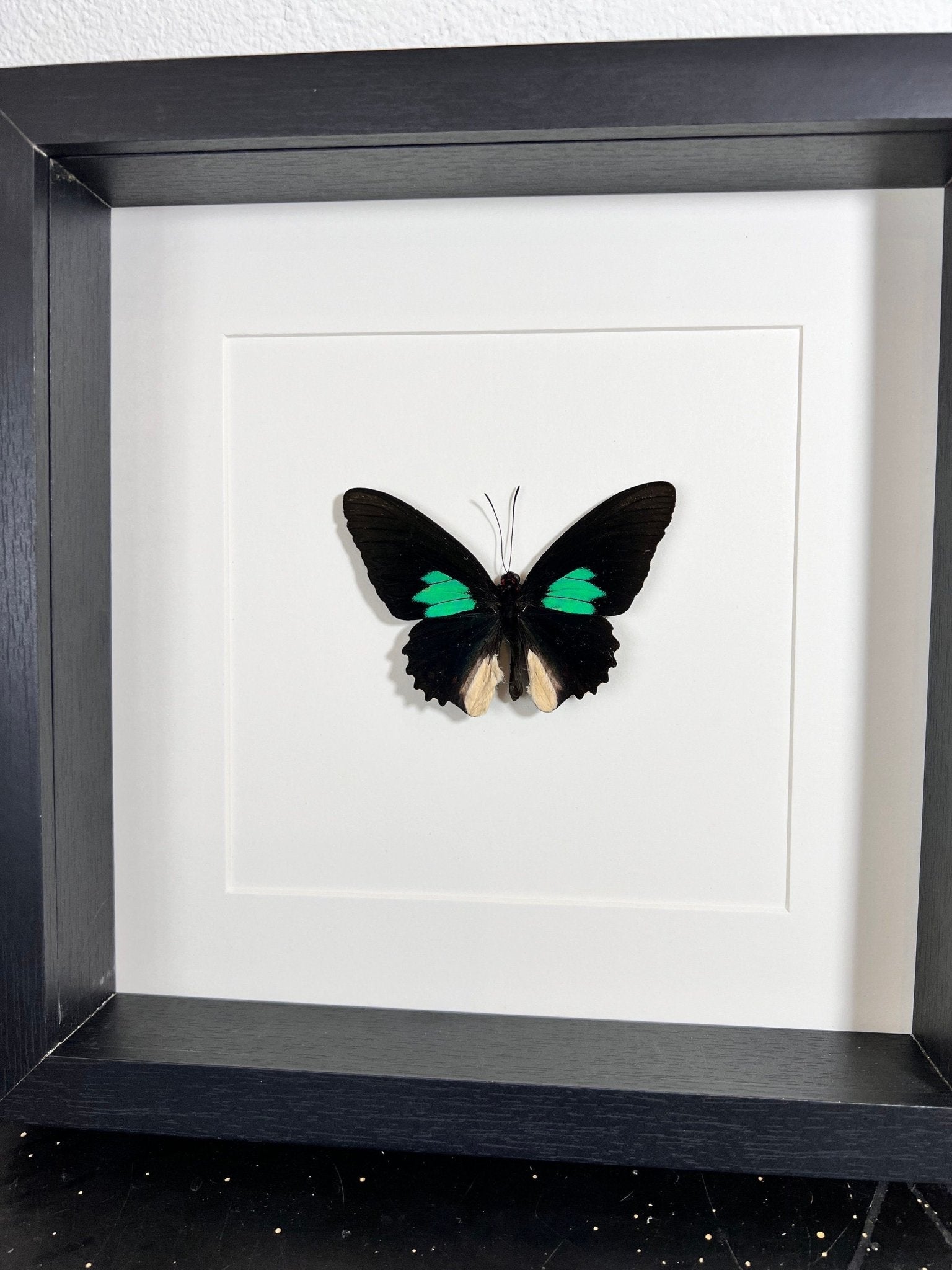 Parides in einem Rahmen von KEY LIME STORE