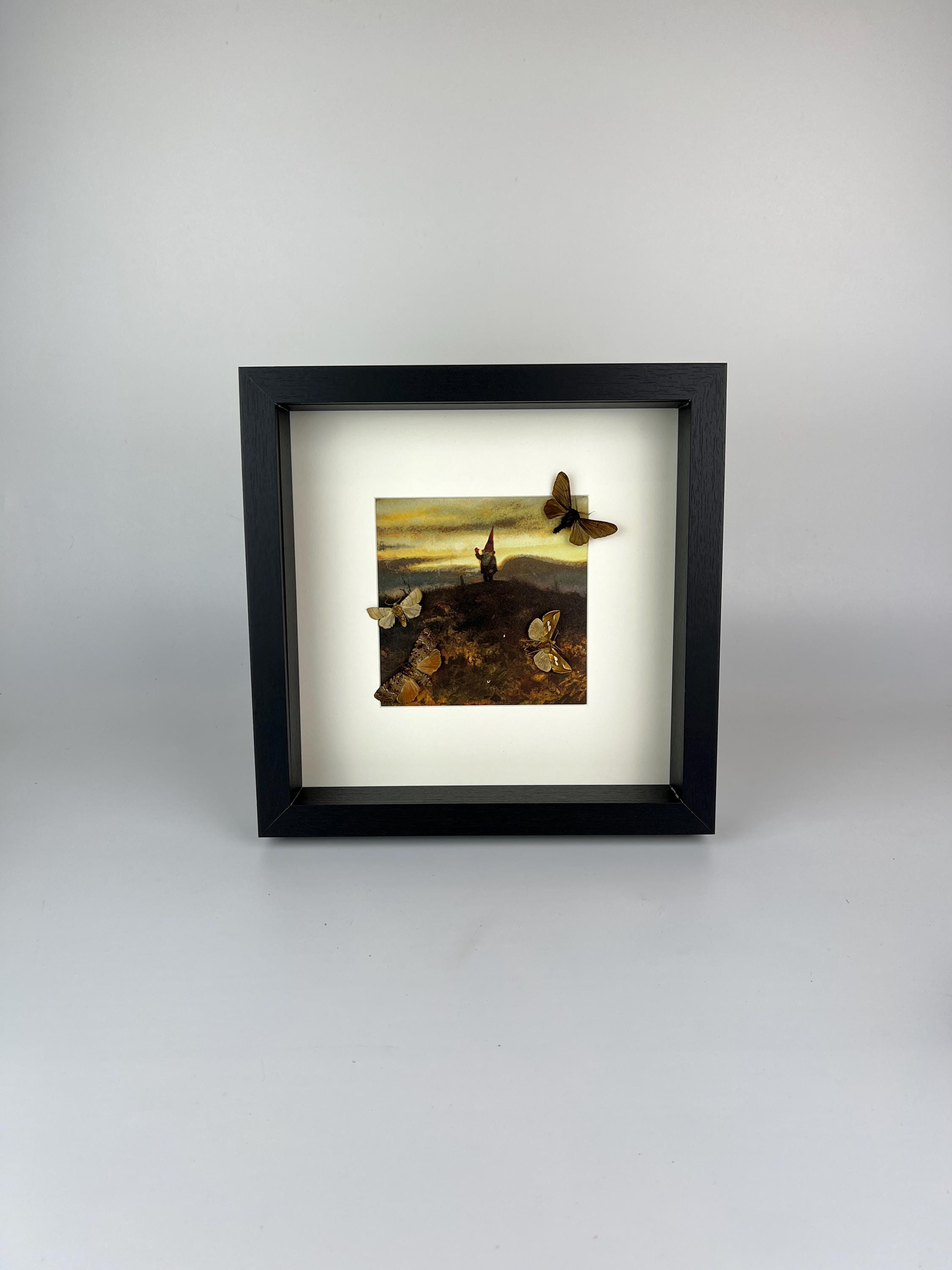 Motten und Schmetterlinge als Druck in einem Rahmen