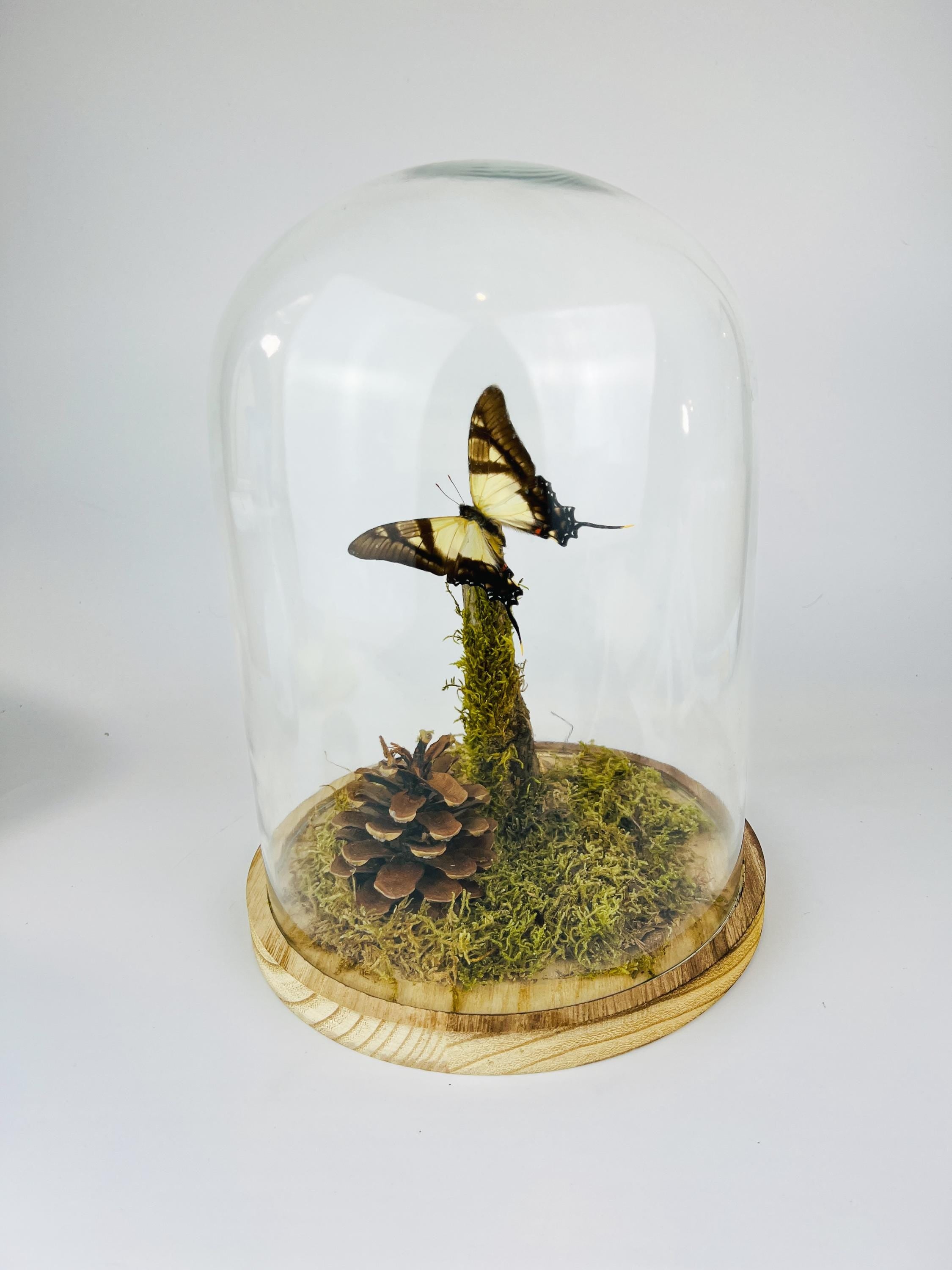 Eurytides Serville in stolp