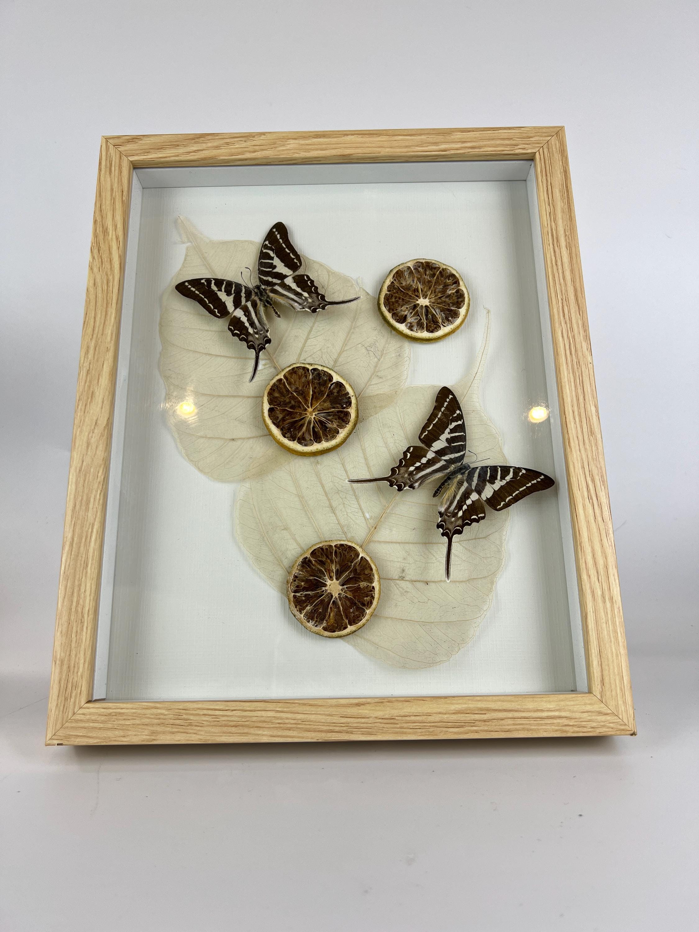 Graphium Rhesus mit getrockneten Verzierungen im Rahmen