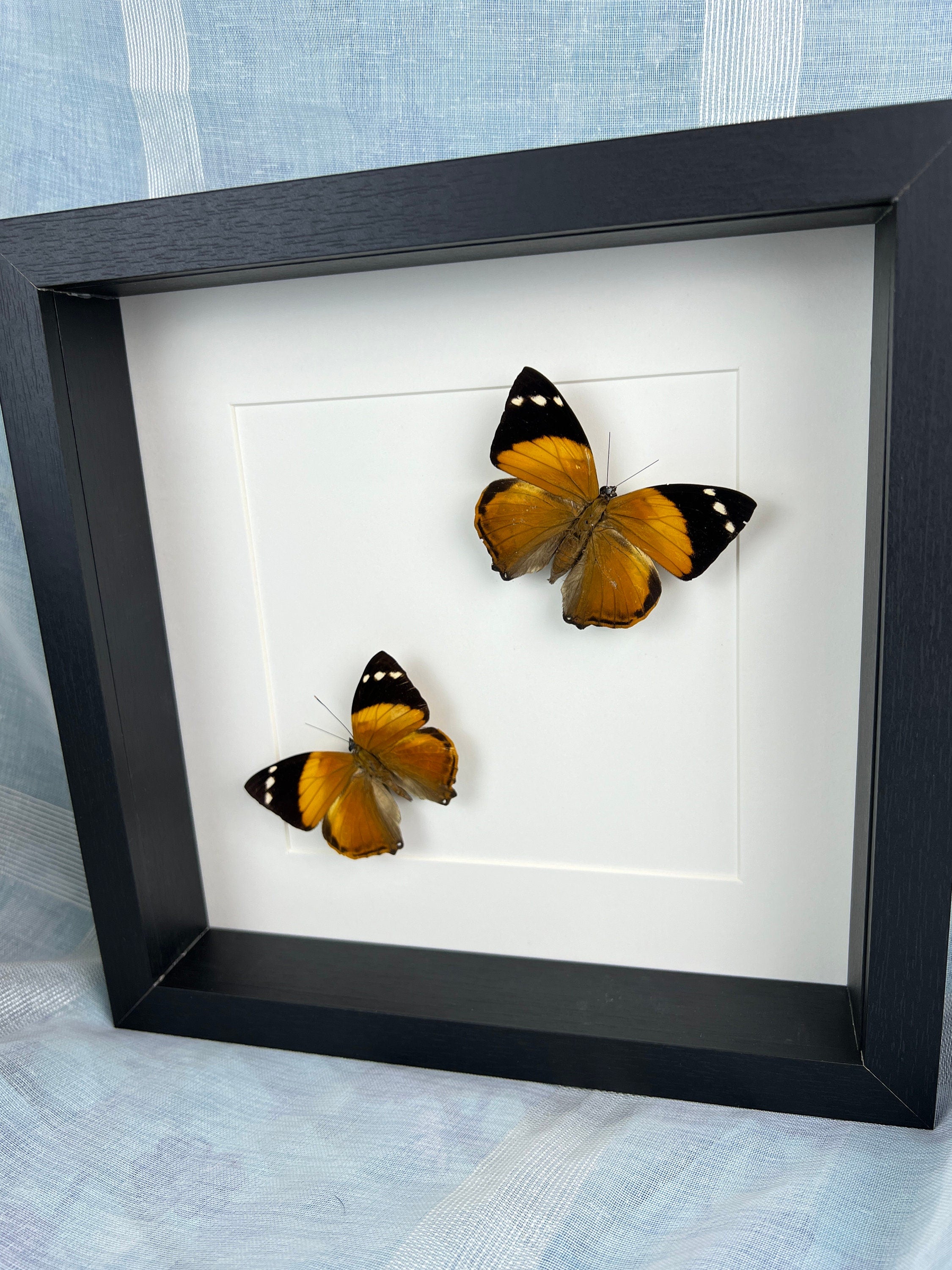 Smyrna Blomfieldia im Rahmen