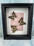 Papilio Demoleus in einem Rahmen von KEY LIME STORE