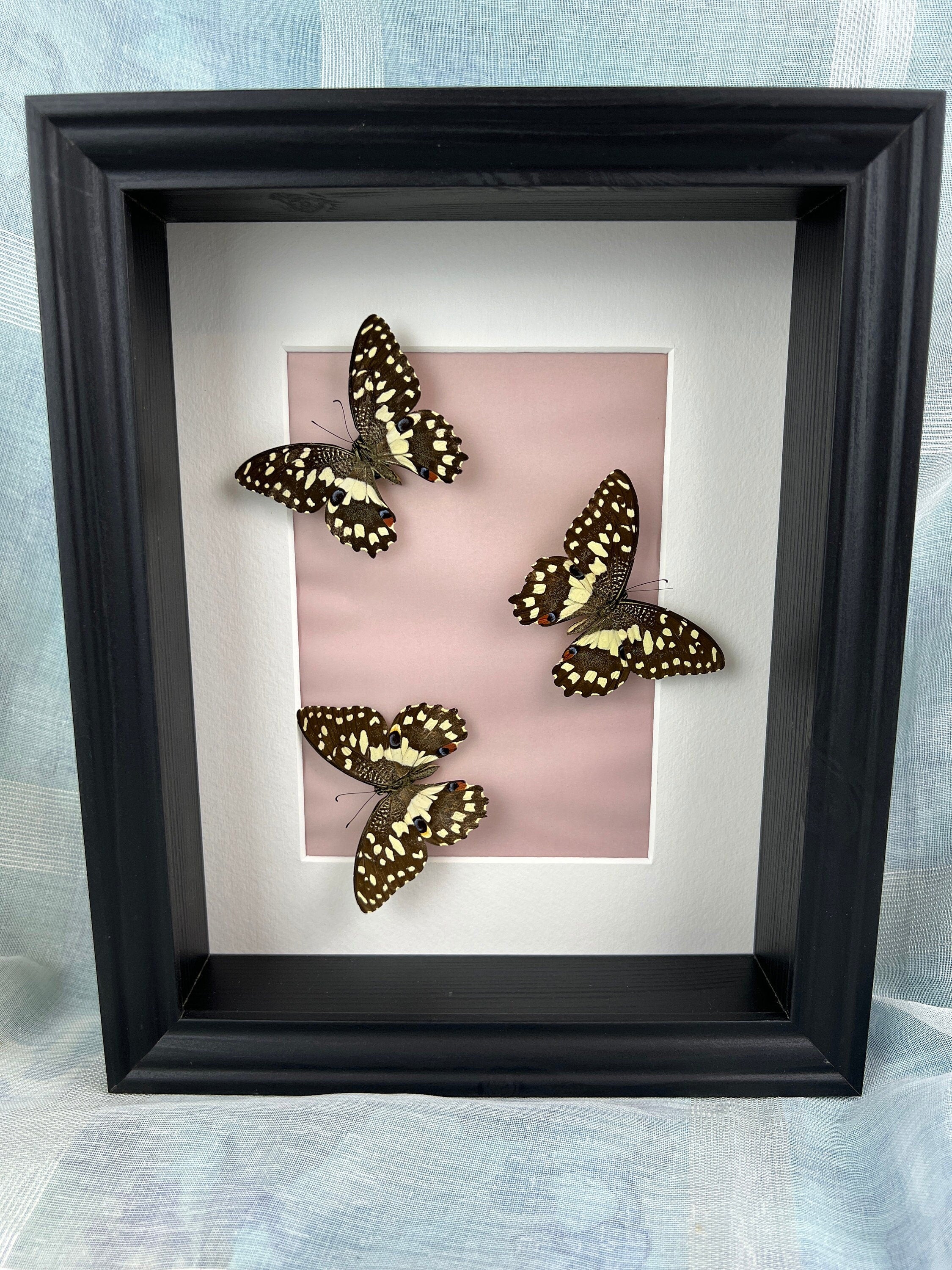 Papilio Demoleus in lijst