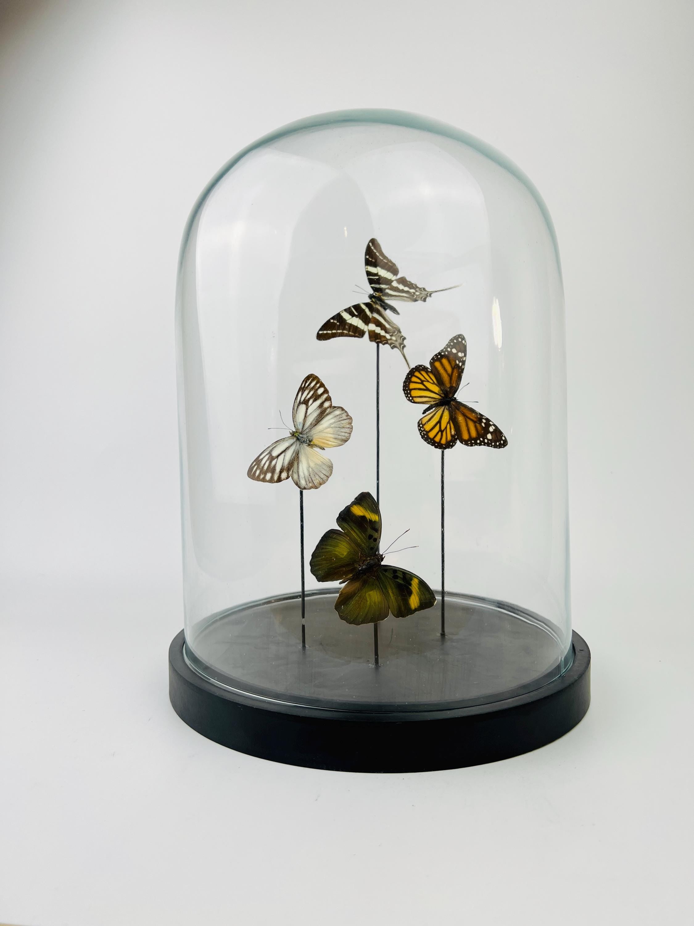 Mix vlinders in stolp