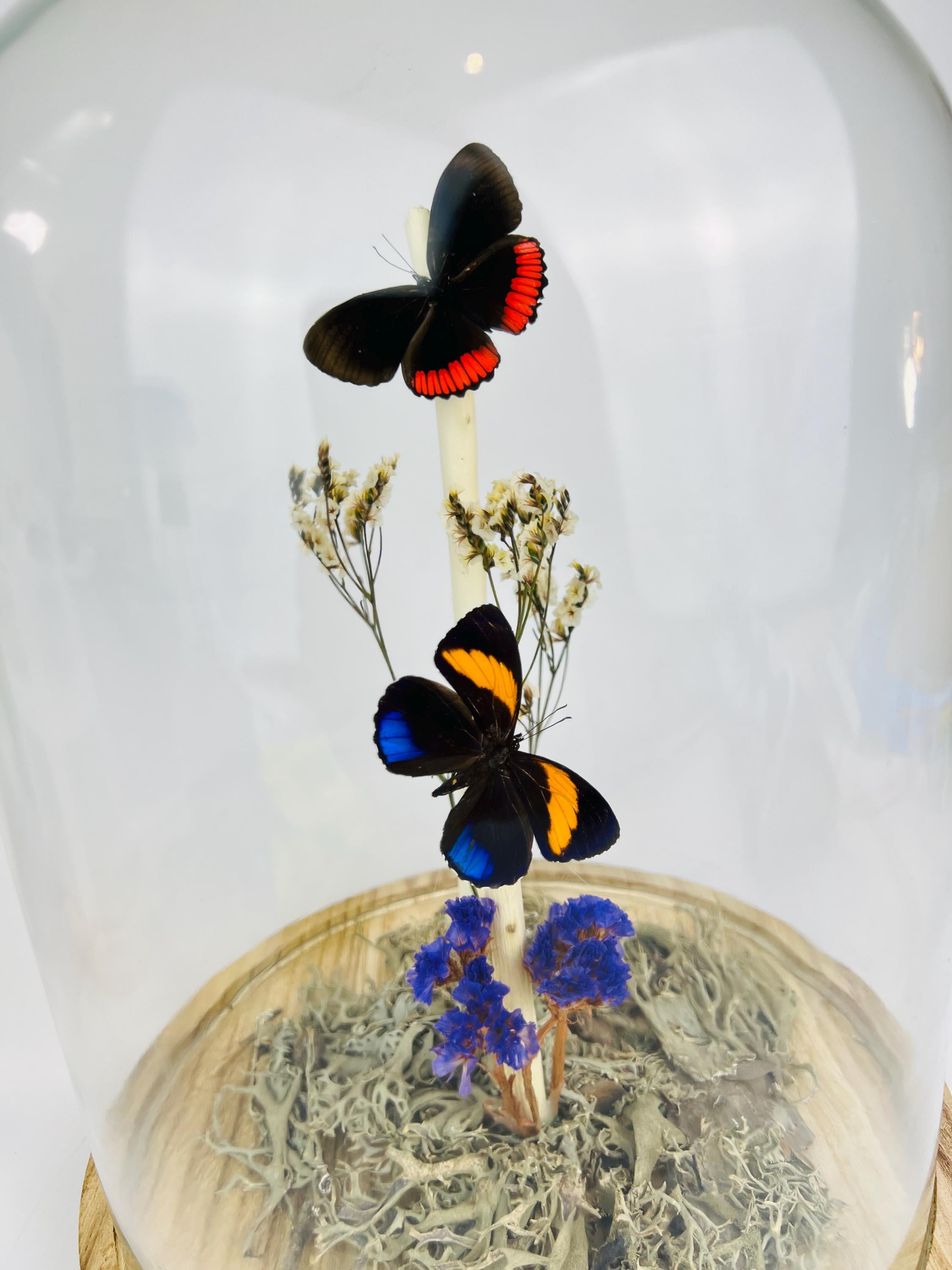 Callicore en Biblis Hyperia in stolp