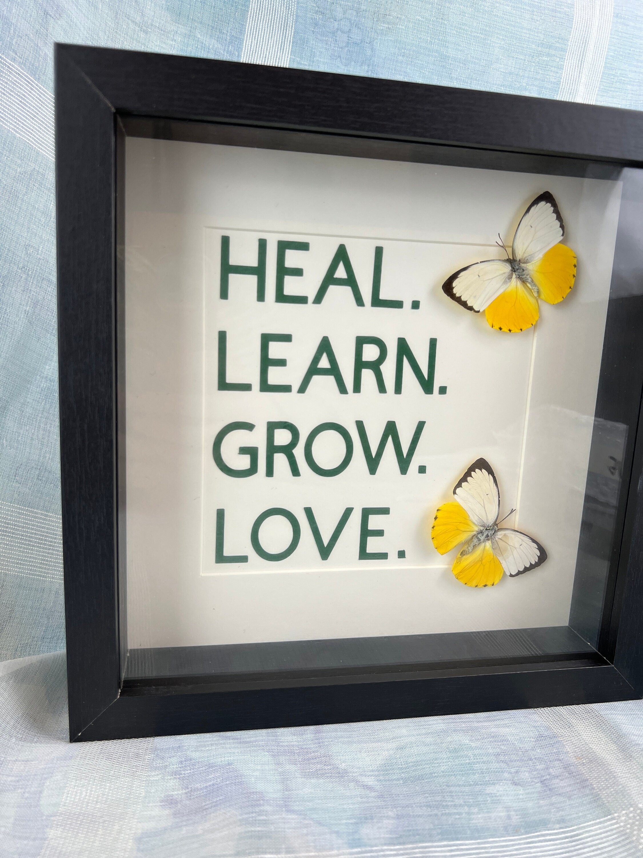 Catopsilia Scylla mit Text in einem Rahmen