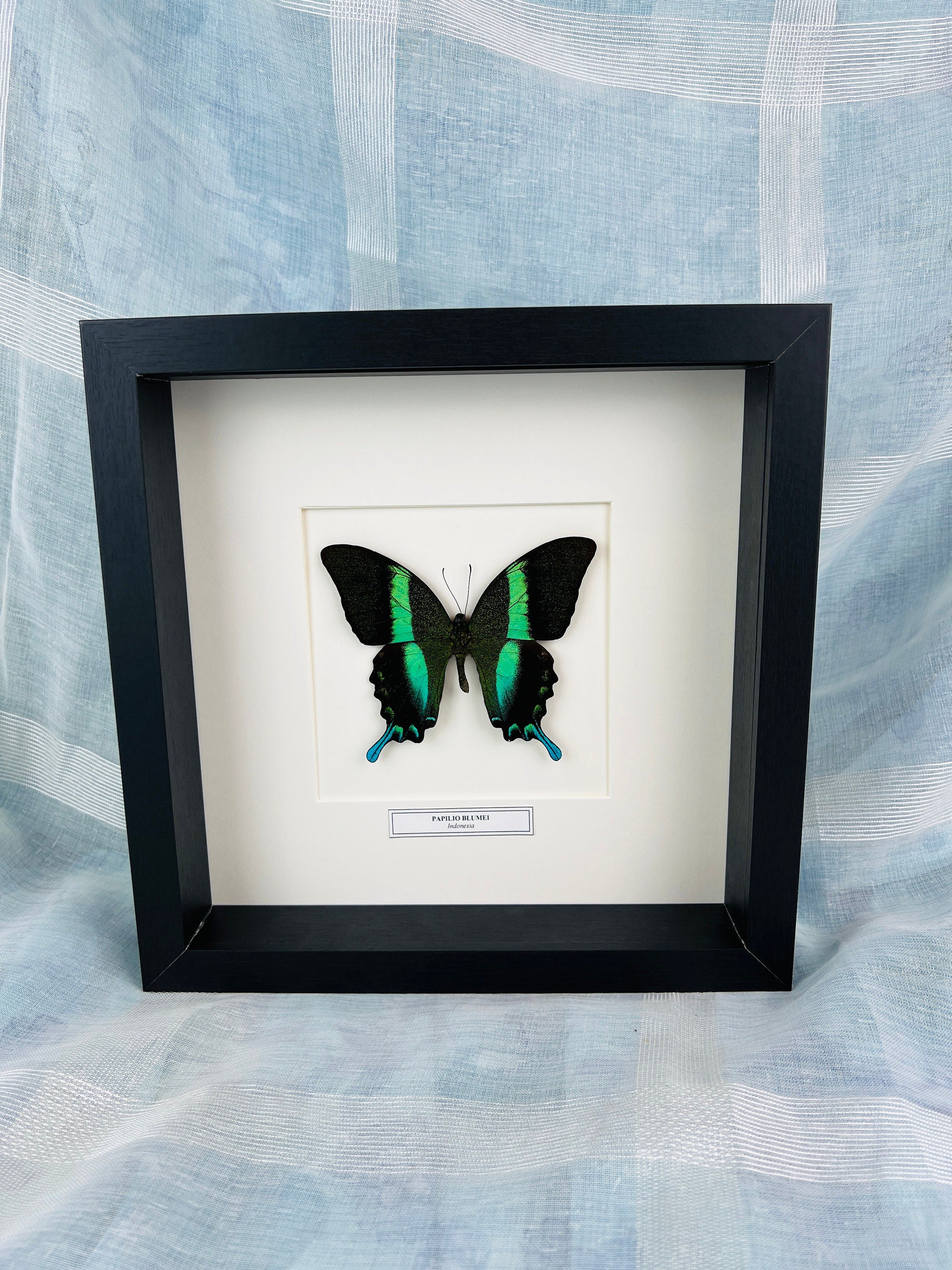 Unique Papilio Blumei Butterfly Shadowbox display with nameplate