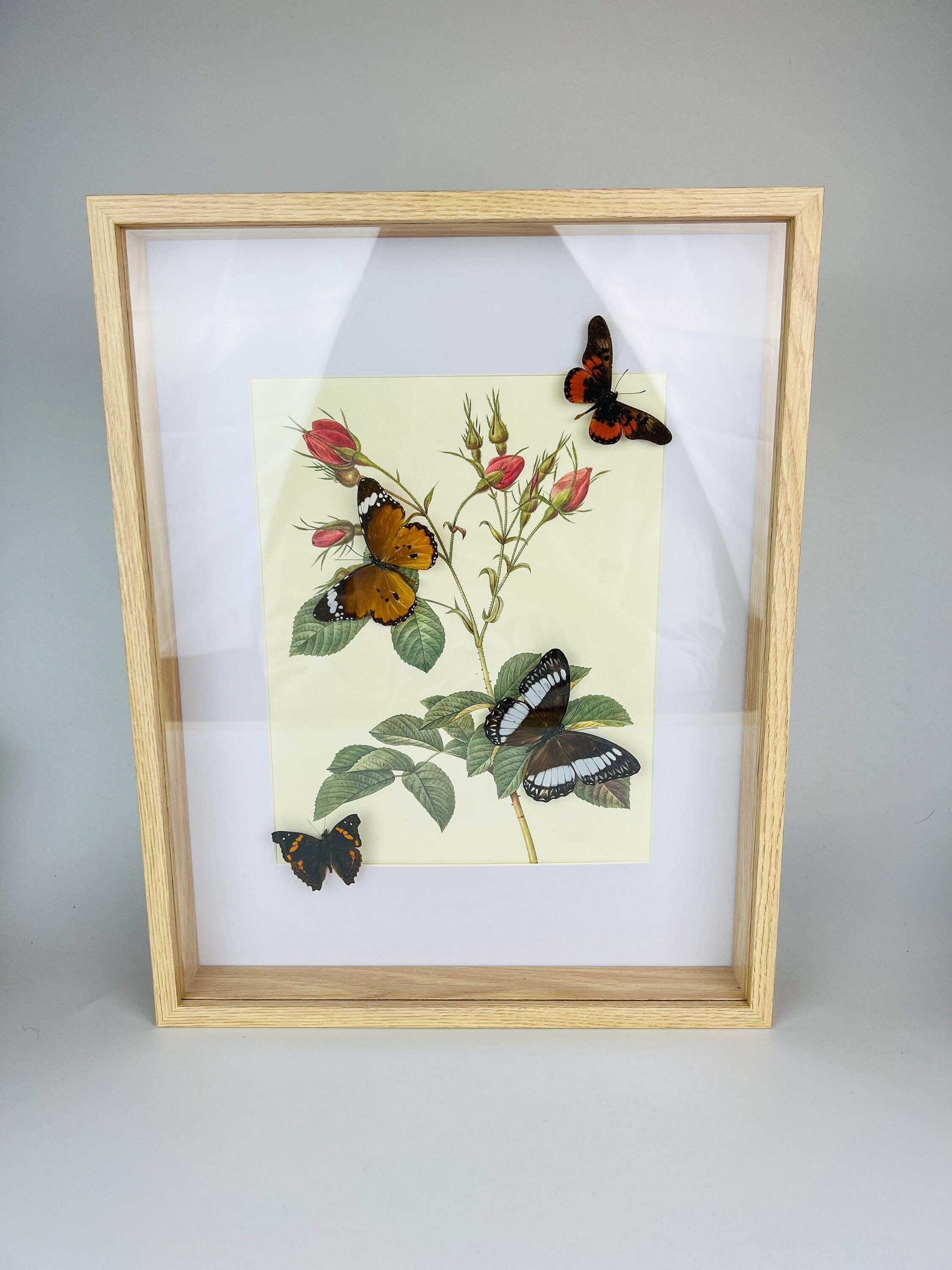 Echte vlinders in in lijst met een vintage botanische print (38x30cm)