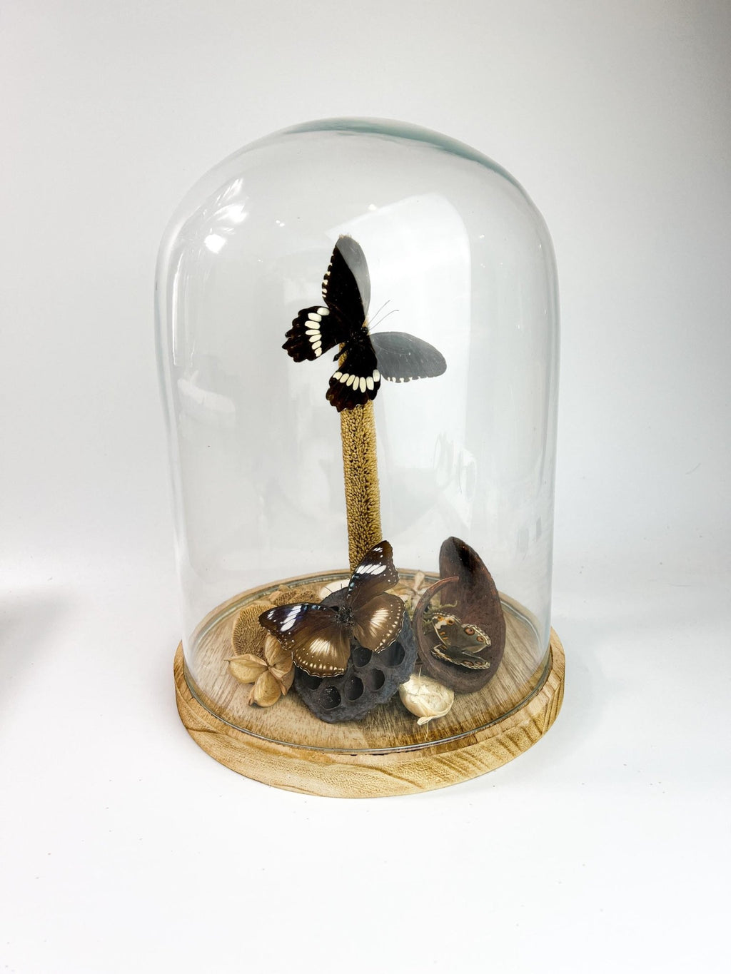 Papilio Polytes, Hypolimnas Bolina und Junonia Coenia in einer Glasglocke von KEY LIME STORE