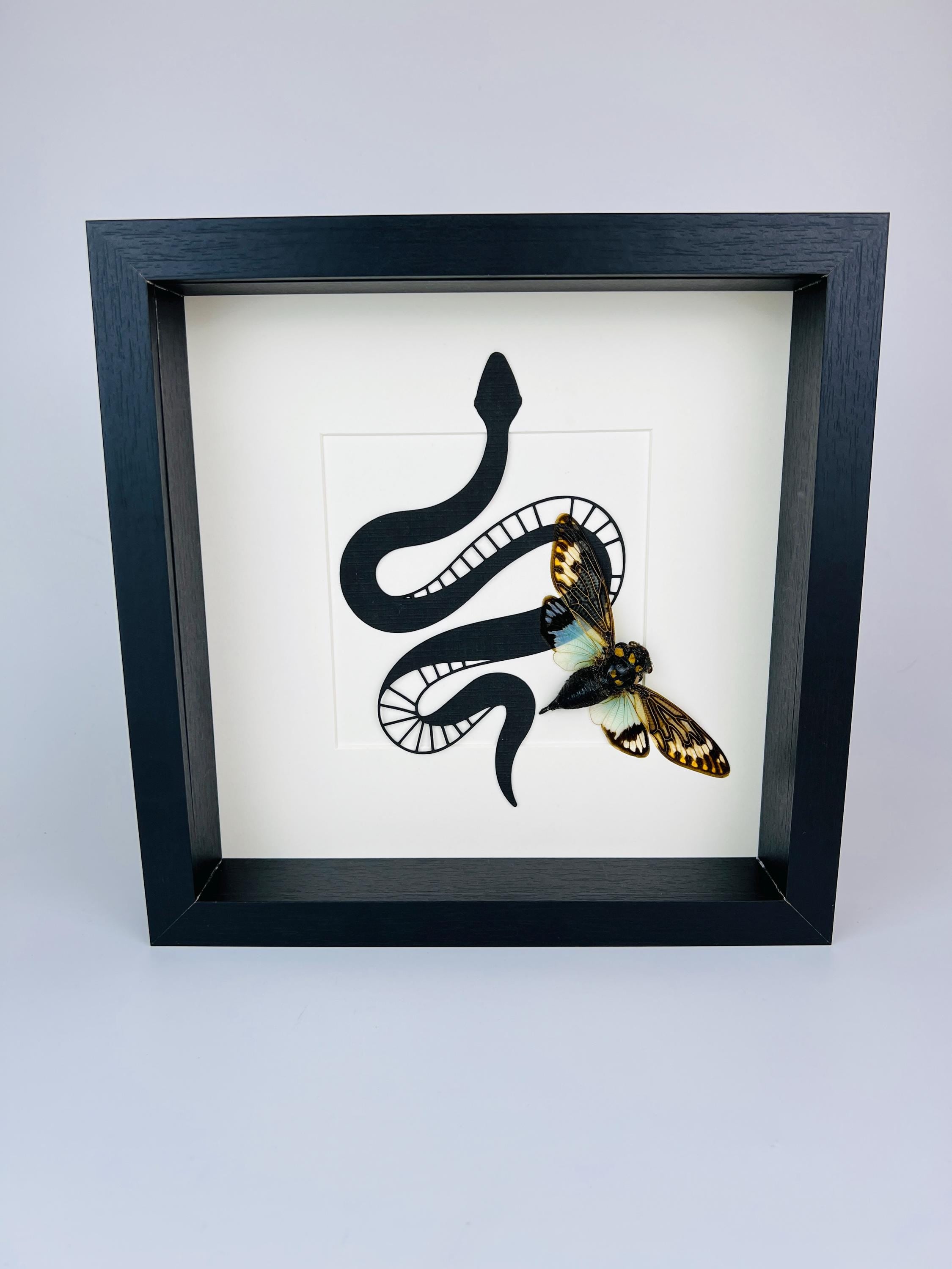 Tosena Splendida Cicade met slangenprint in lijst