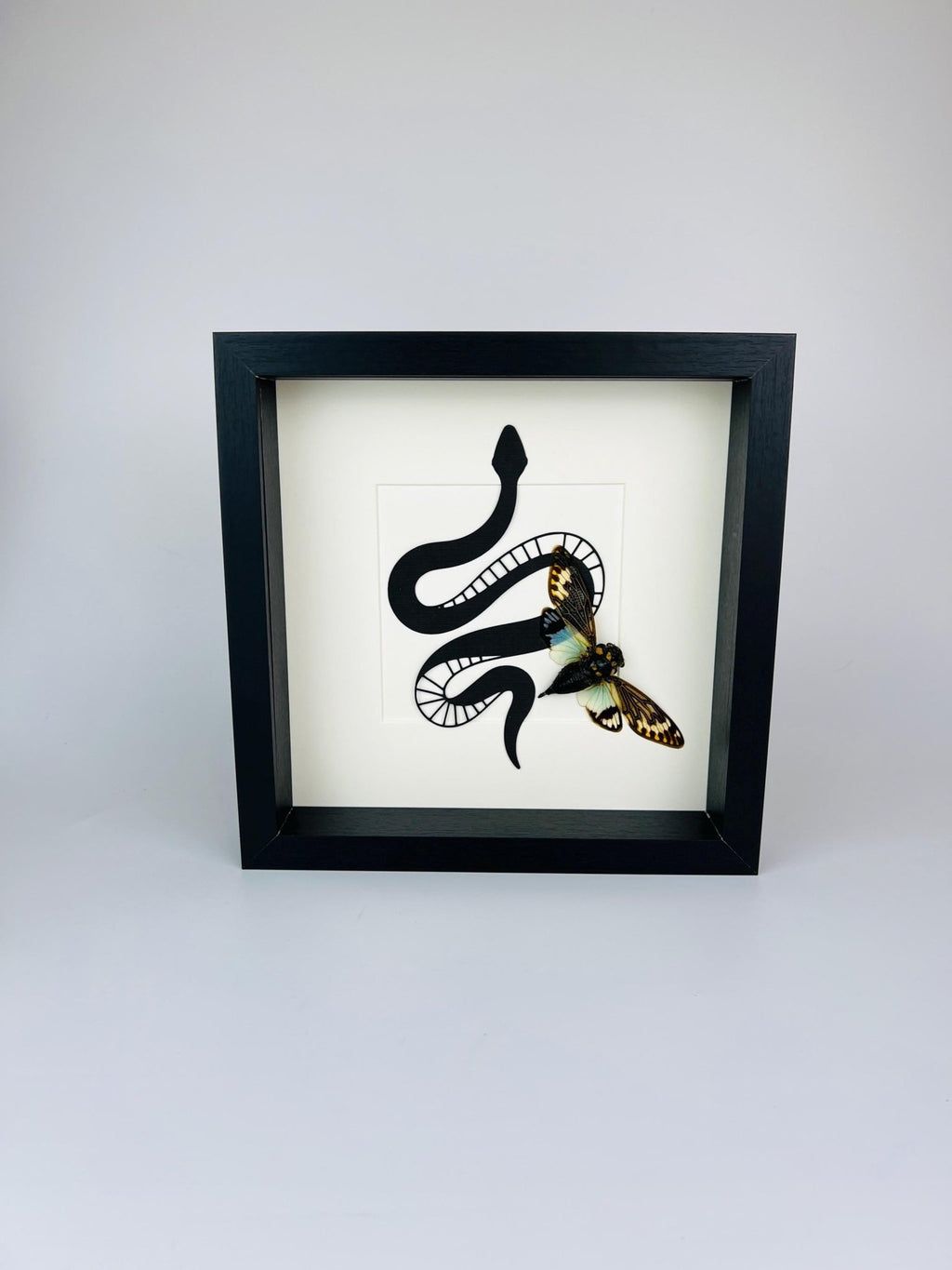 Tosena Splendida Zikade mit Schlangenmuster im Rahmen von KEY LIME STORE