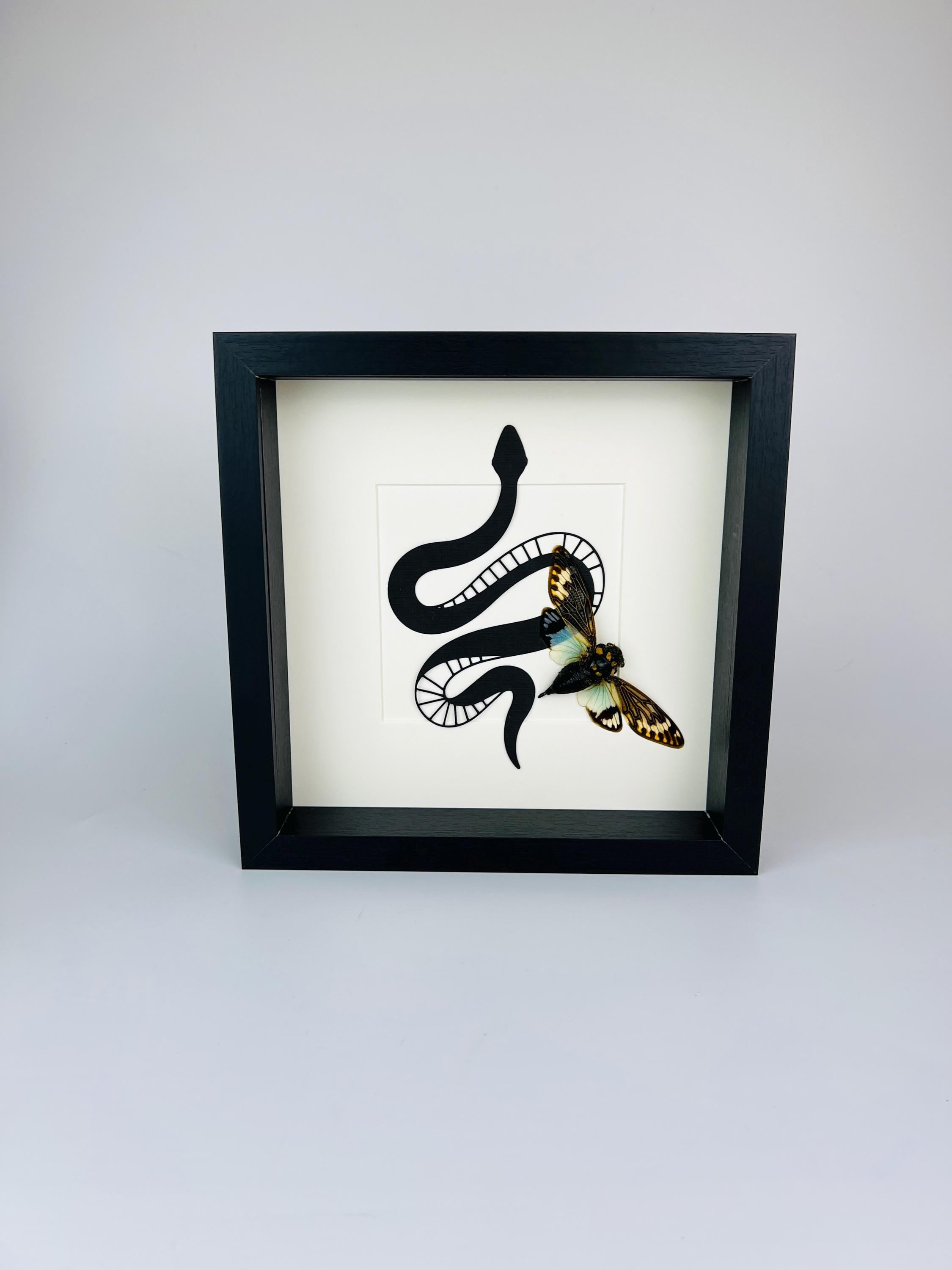 Tosena Splendida Cicade met slangenprint in lijst