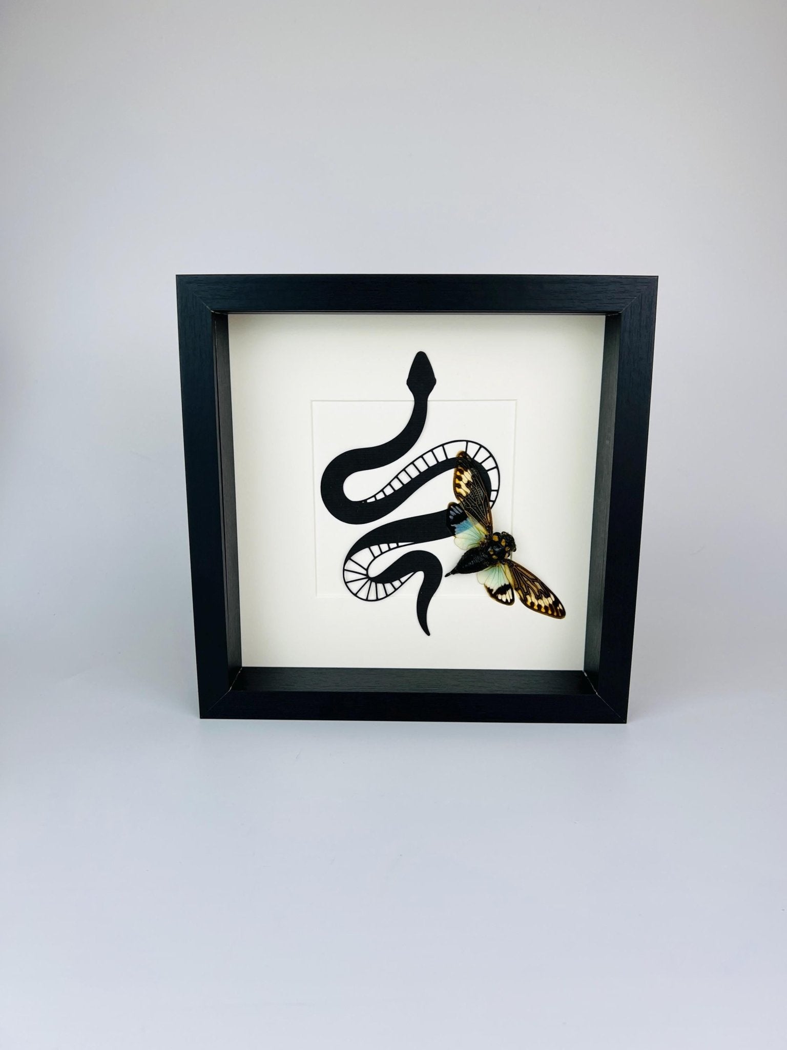Tosena Splendida Zikade mit Schlangenmuster im Rahmen von KEY LIME STORE