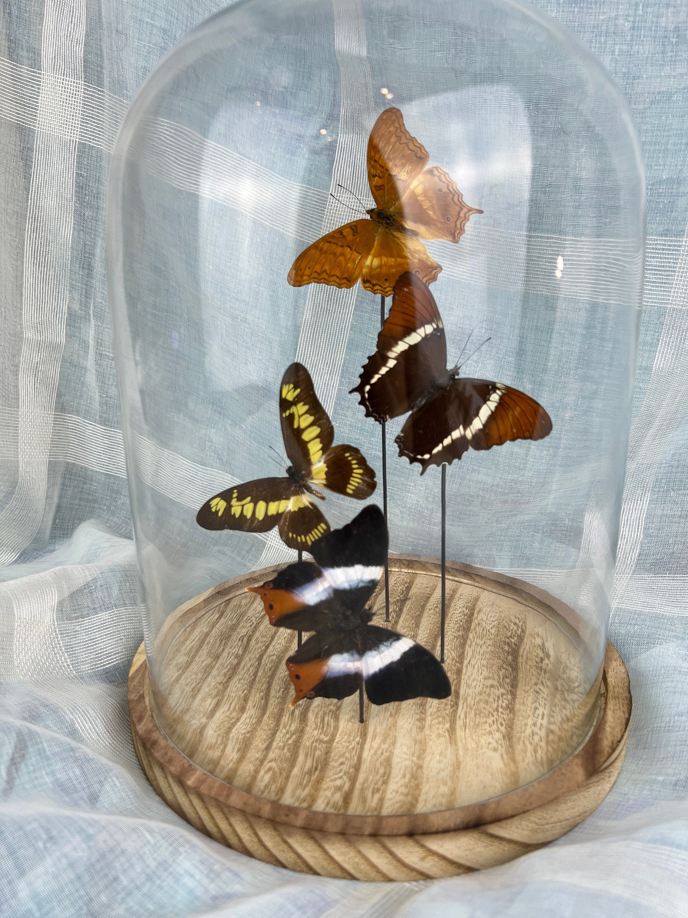 Mix vlinders in stolp