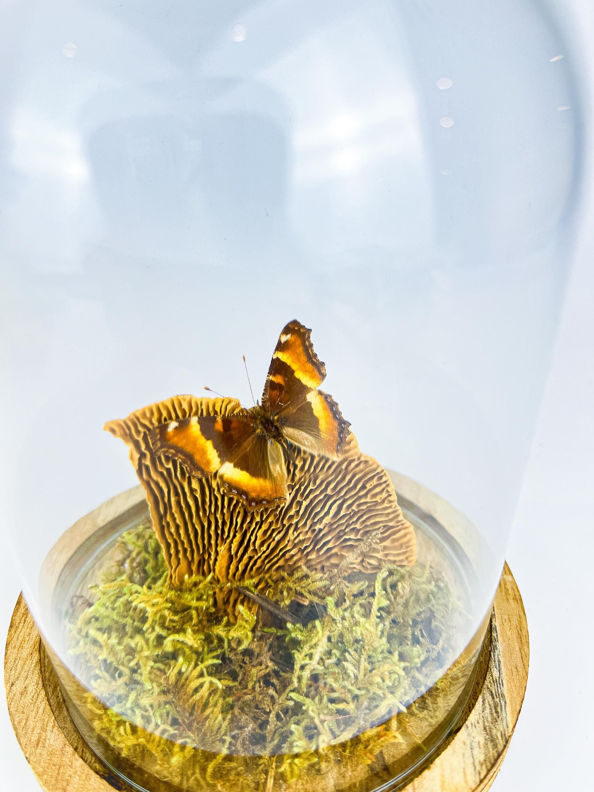 Echte vlinder | Aglais Milberti in stolp (17x13cm)