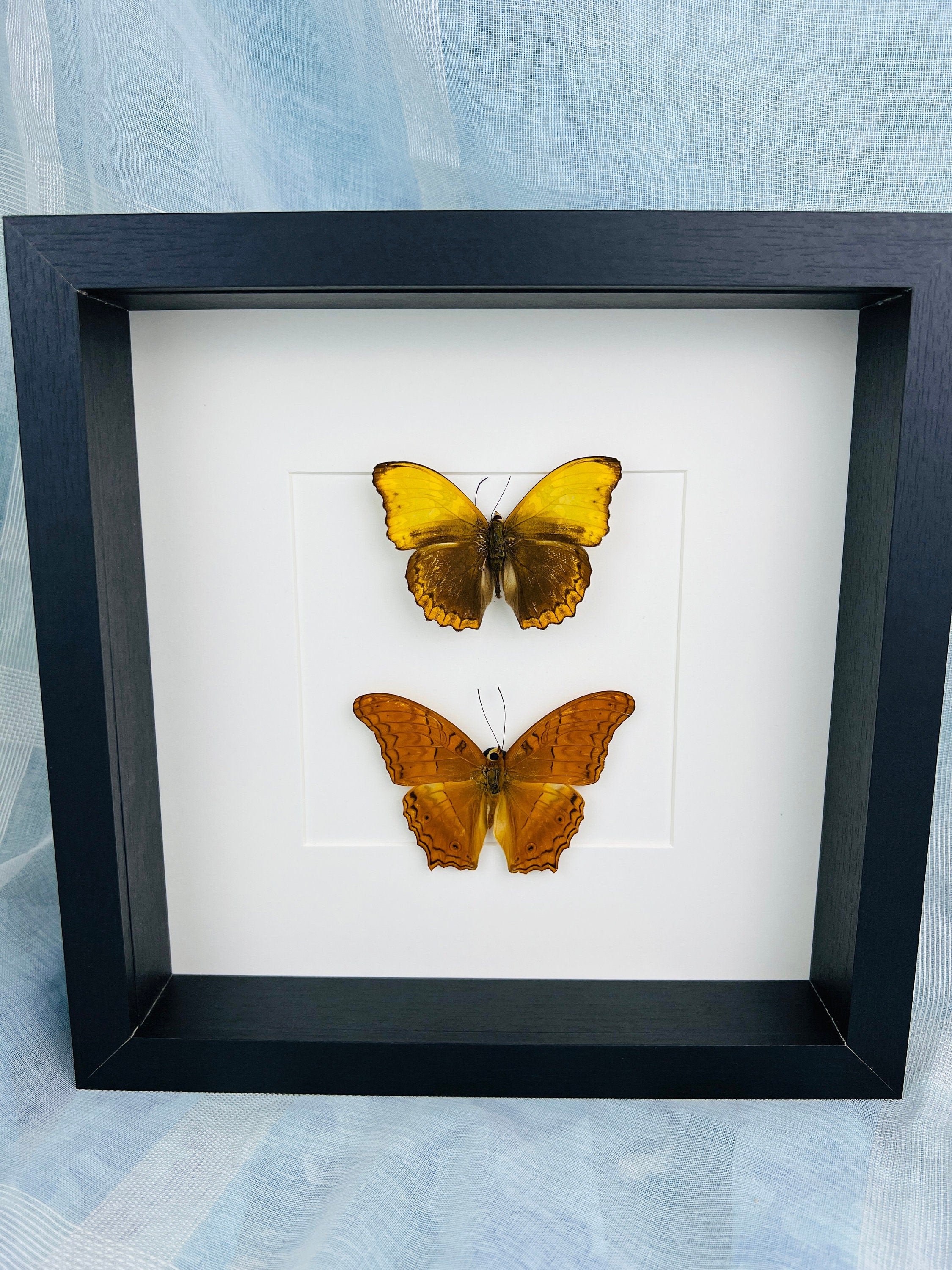 Cymothoe Haynac und Vindula Erota in einem Rahmen