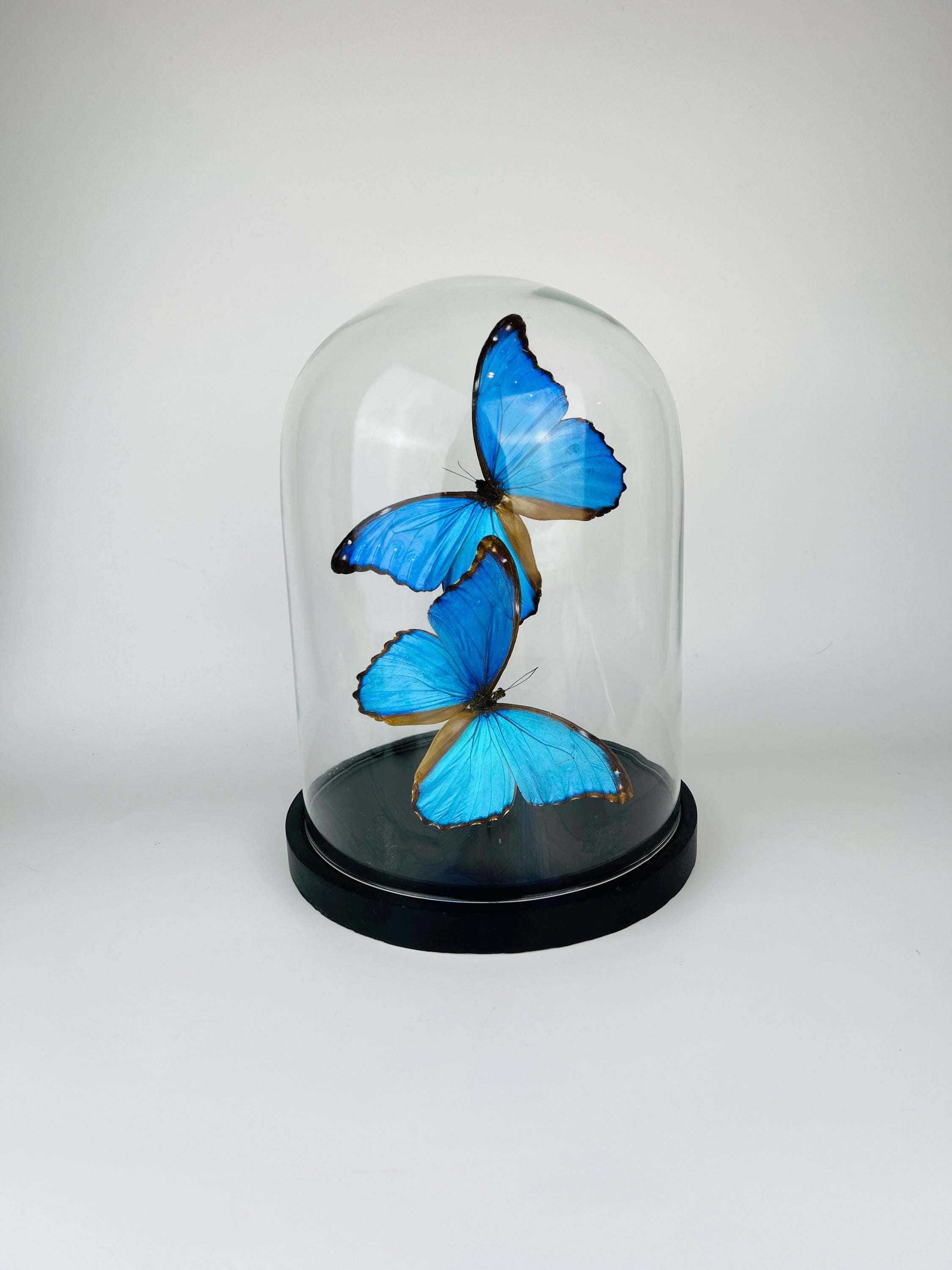 Echte vlinders Morpho Didius in glazen koepel – 31 x 23 cm