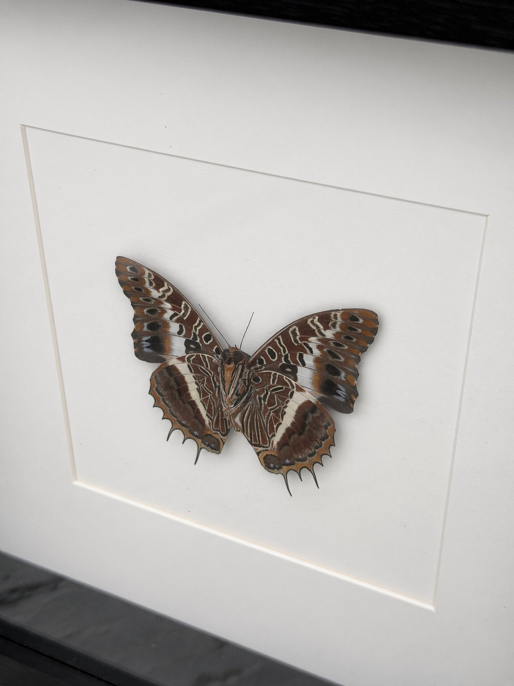 a detailed and realistic depiction of a butterfly, with its wings spread wide and intricate patterns visible.