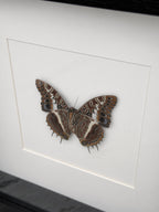 a detailed and realistic depiction of a butterfly, with its wings spread wide and intricate patterns visible.