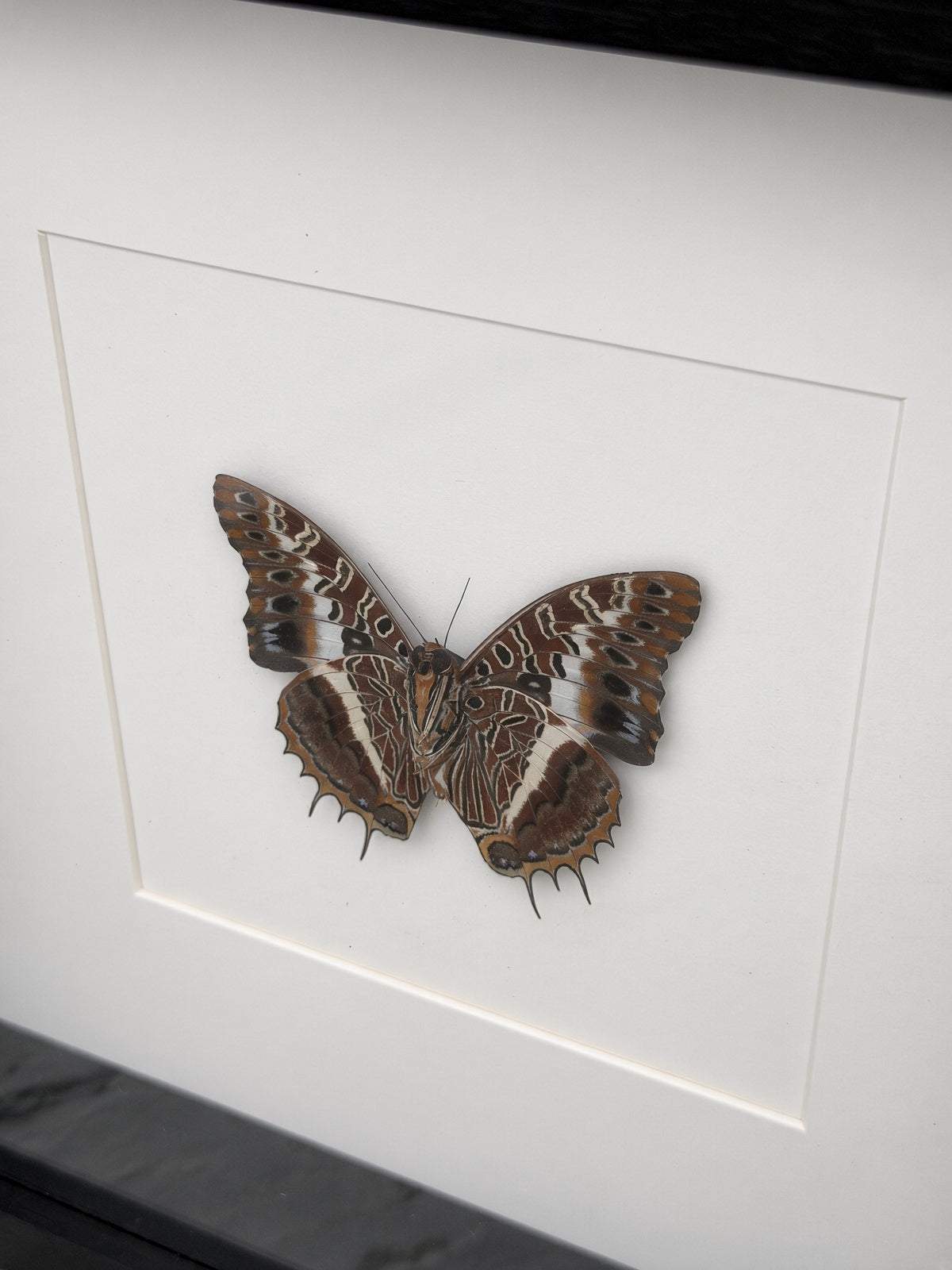 a detailed and realistic depiction of a butterfly, with its wings spread wide and intricate patterns visible.