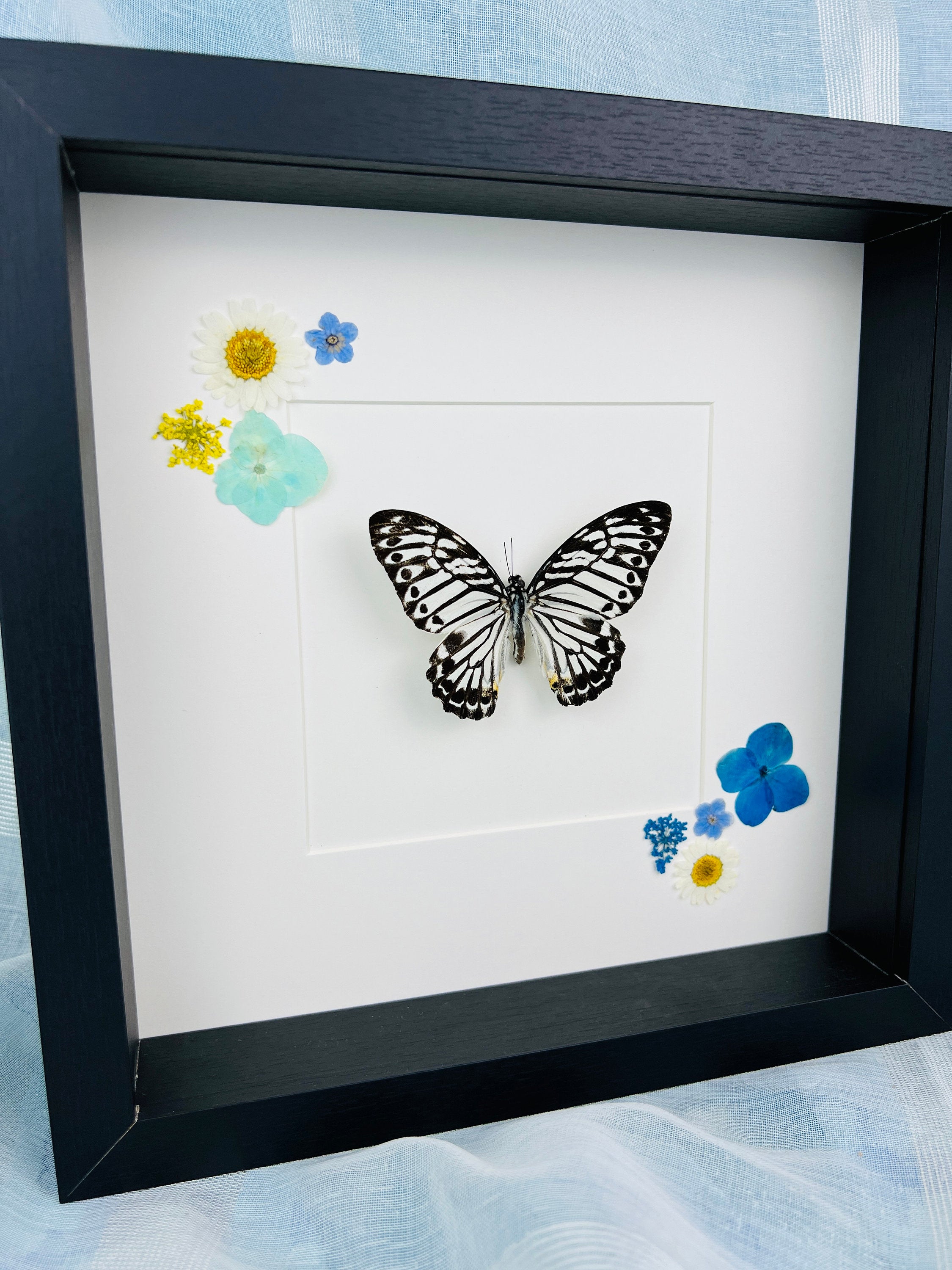 Echte vlinder | Graphium Delesserti en droogbloemen in lijst (25x25cm)