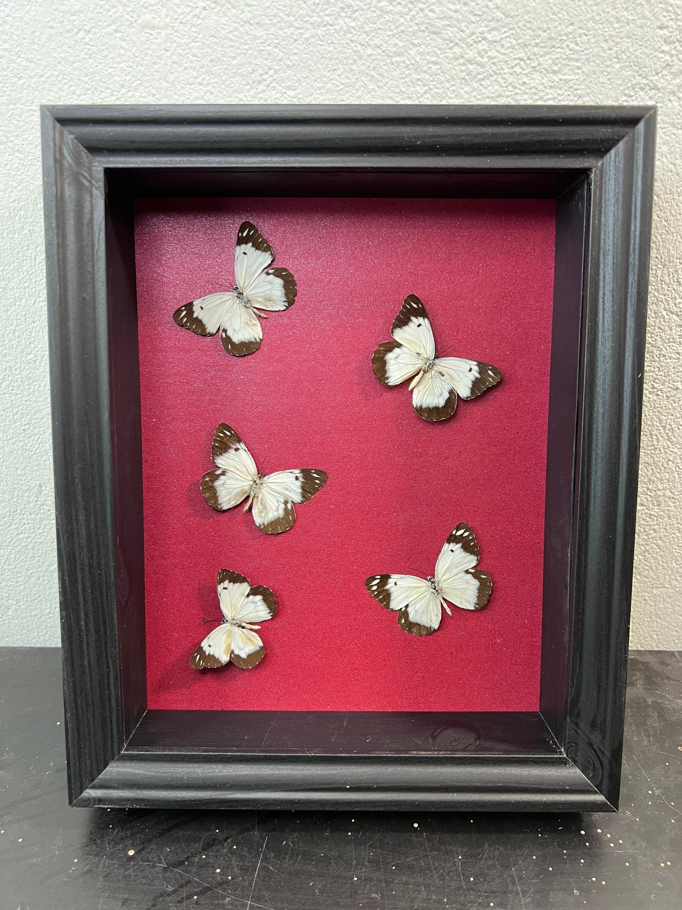 Schmetterlinge im Rahmen