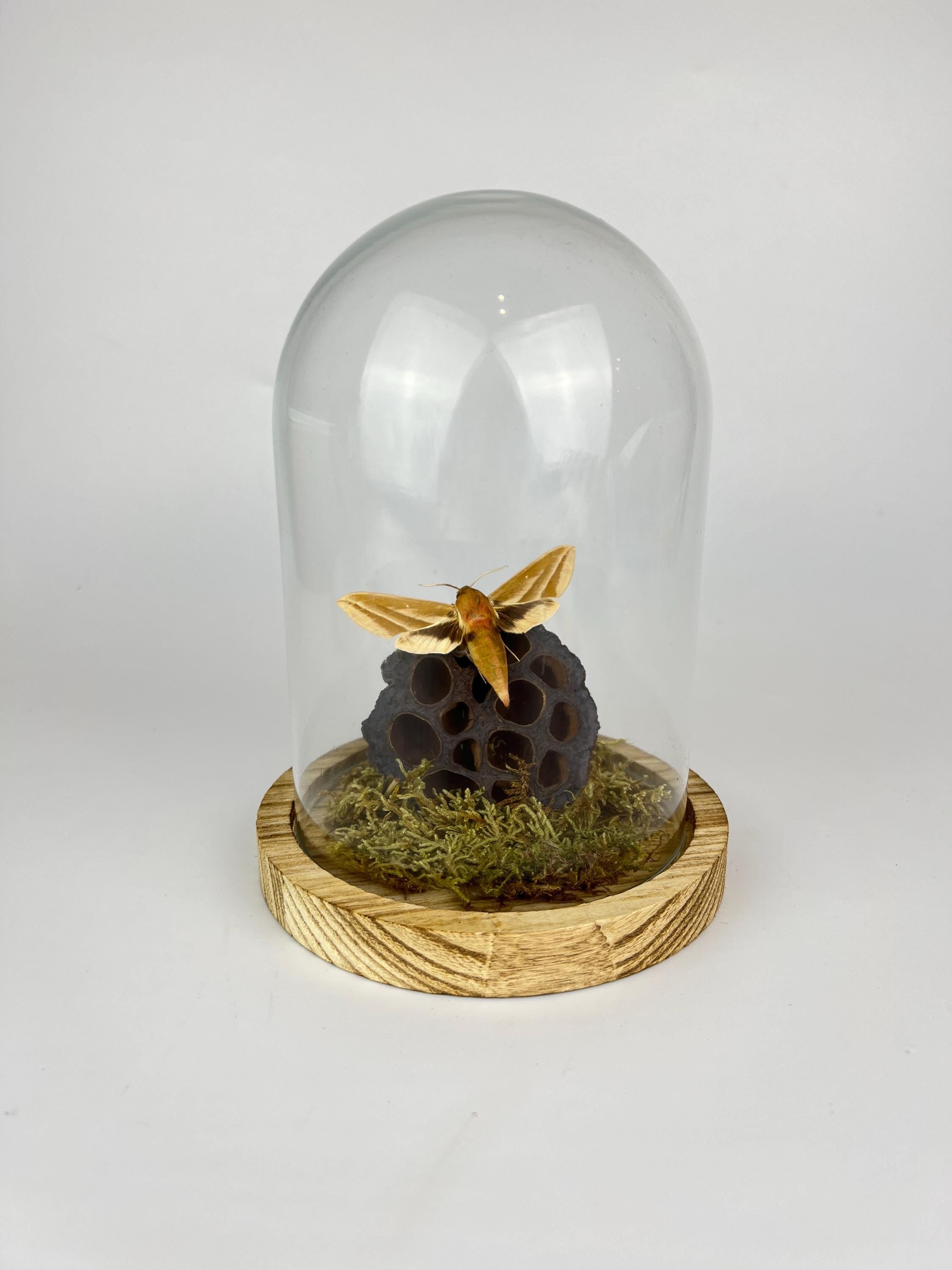 Echte vlinder | Hyles Mot met mos en lotusbloem in stolp (17x13cm)