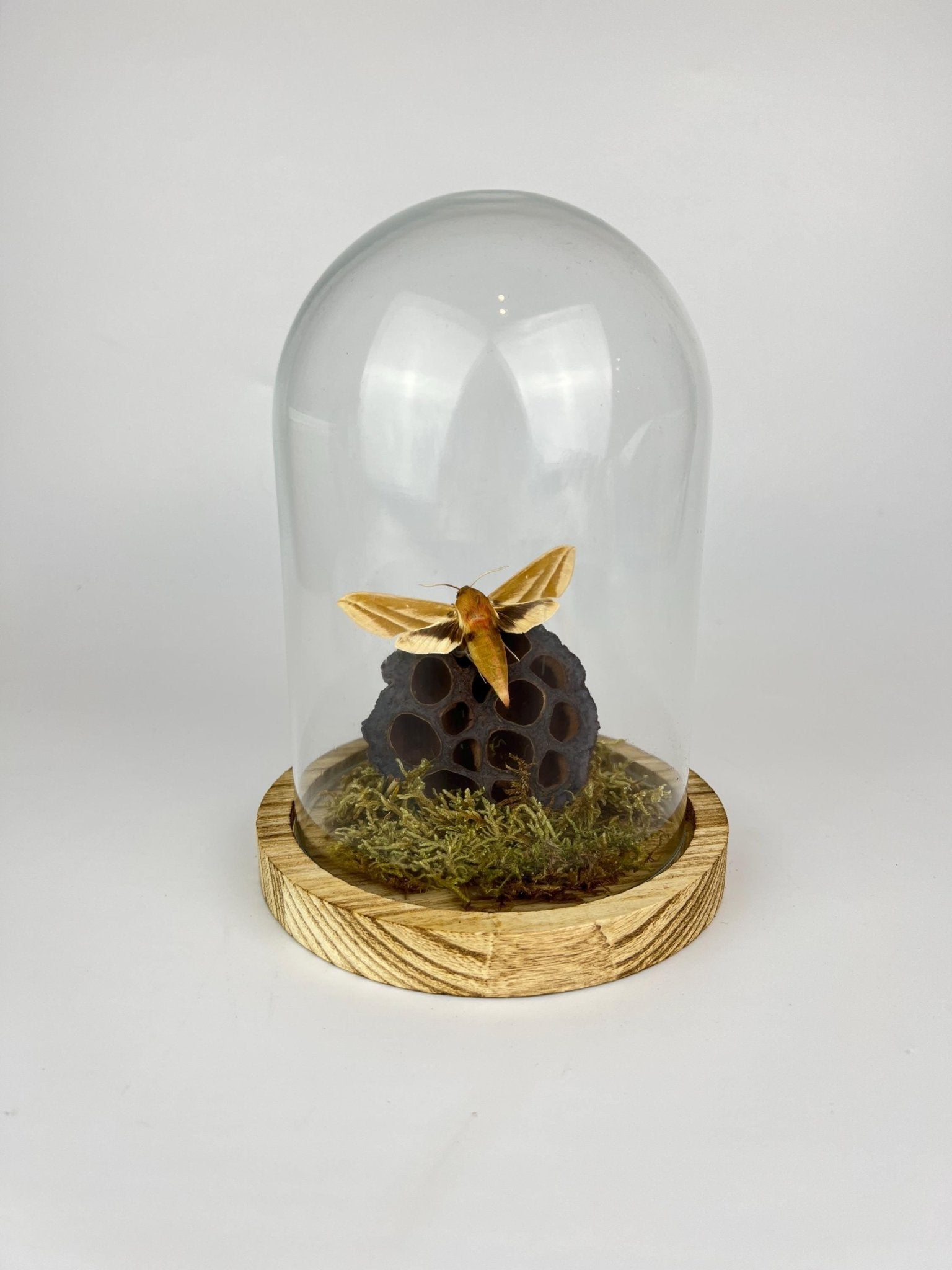 Hyles-Motte mit Moos und Lotusblüte in einer Glasglocke von KEY LIME STORE