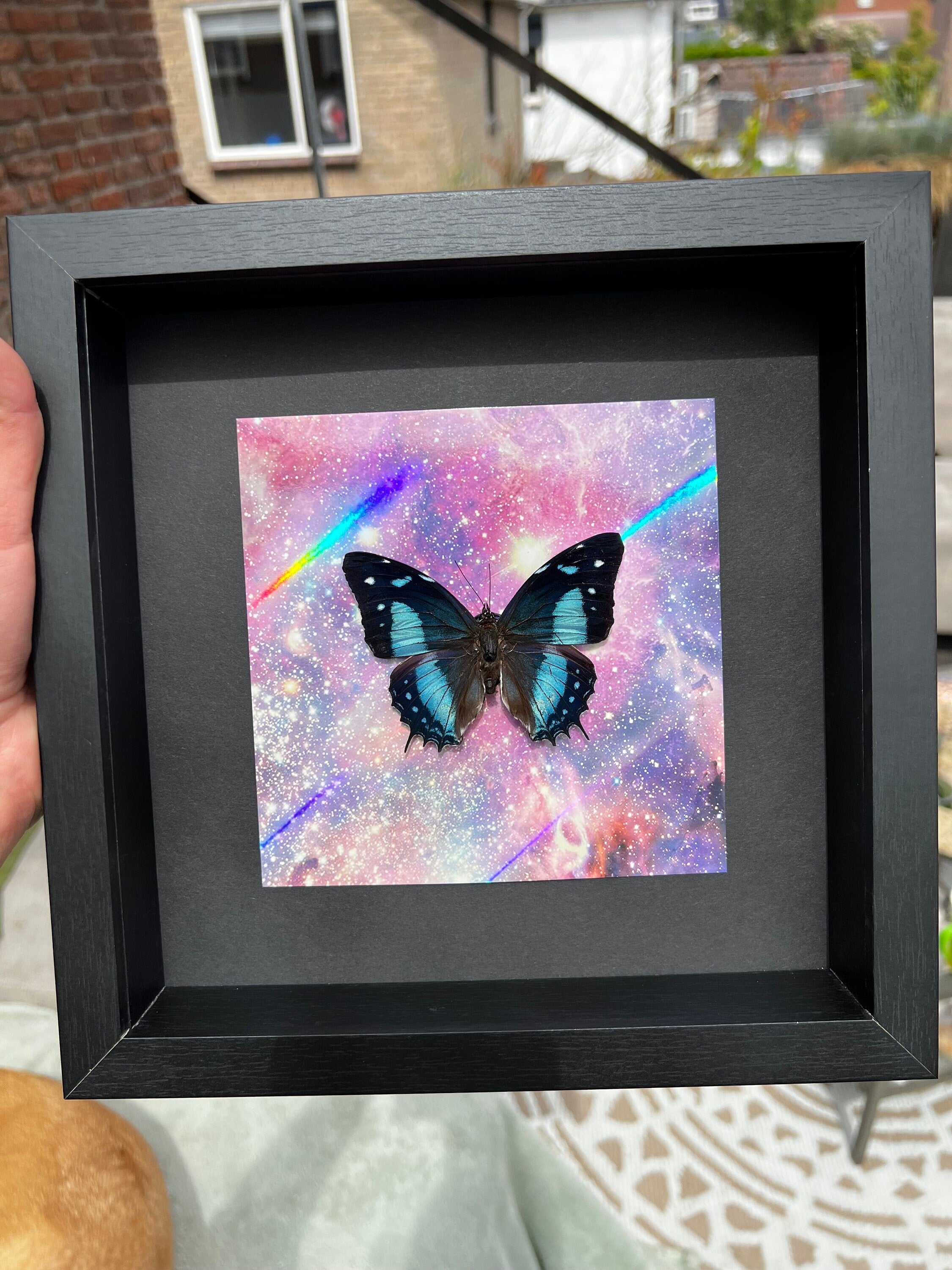 Baeotus Aeilus op print in lijst