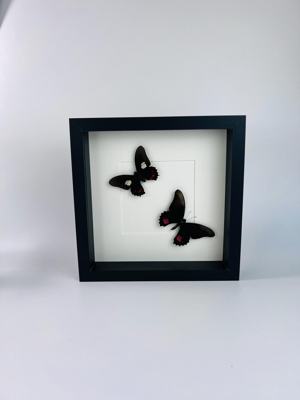 Parides und Papilio Anchisiades in einem Rahmen von KEY LIME STORE