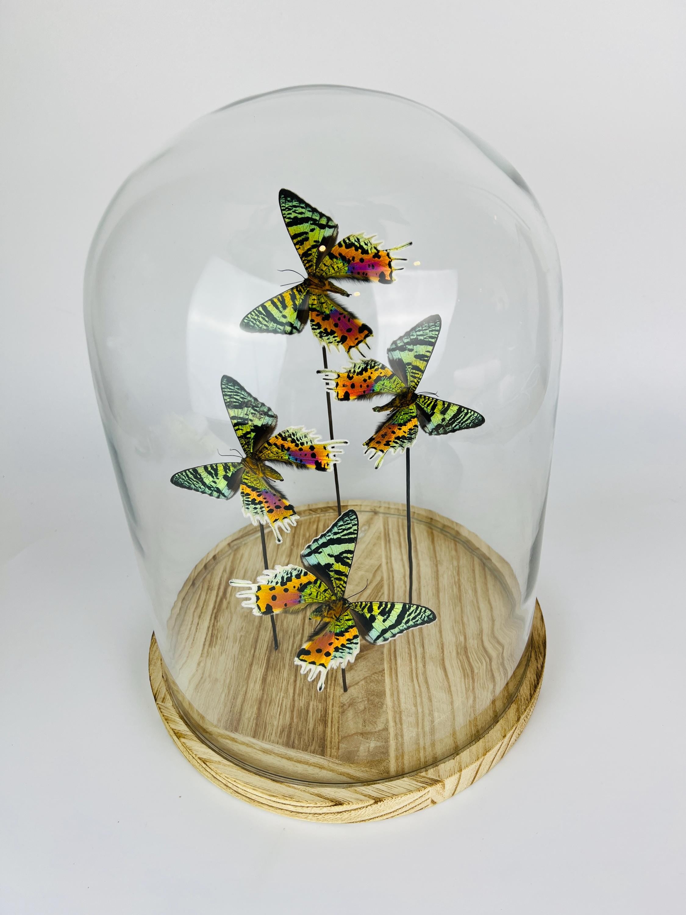 Urania Ripheus (Rückseite) in einer Glasglocke